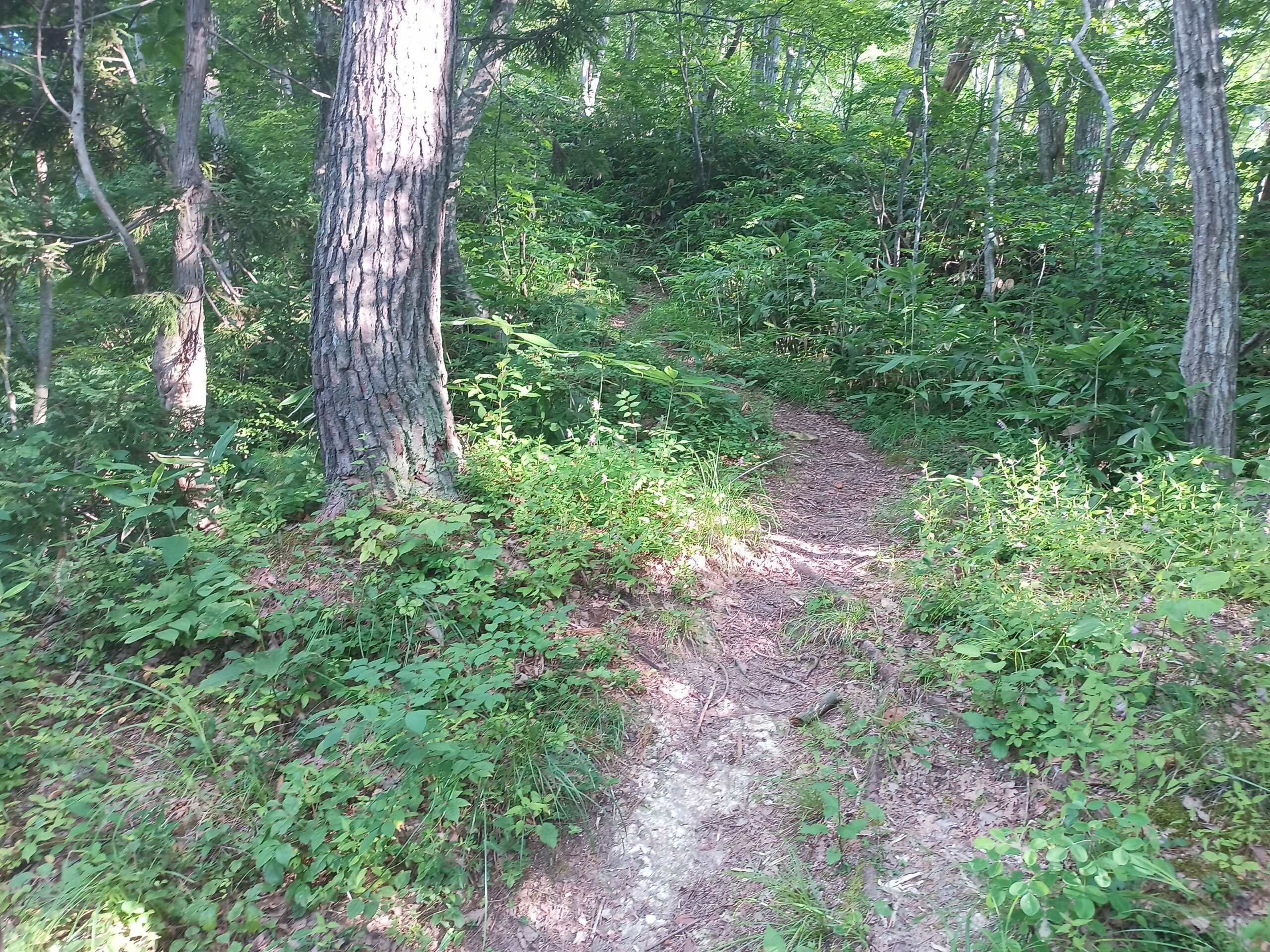 IMG_20230728_164835_967