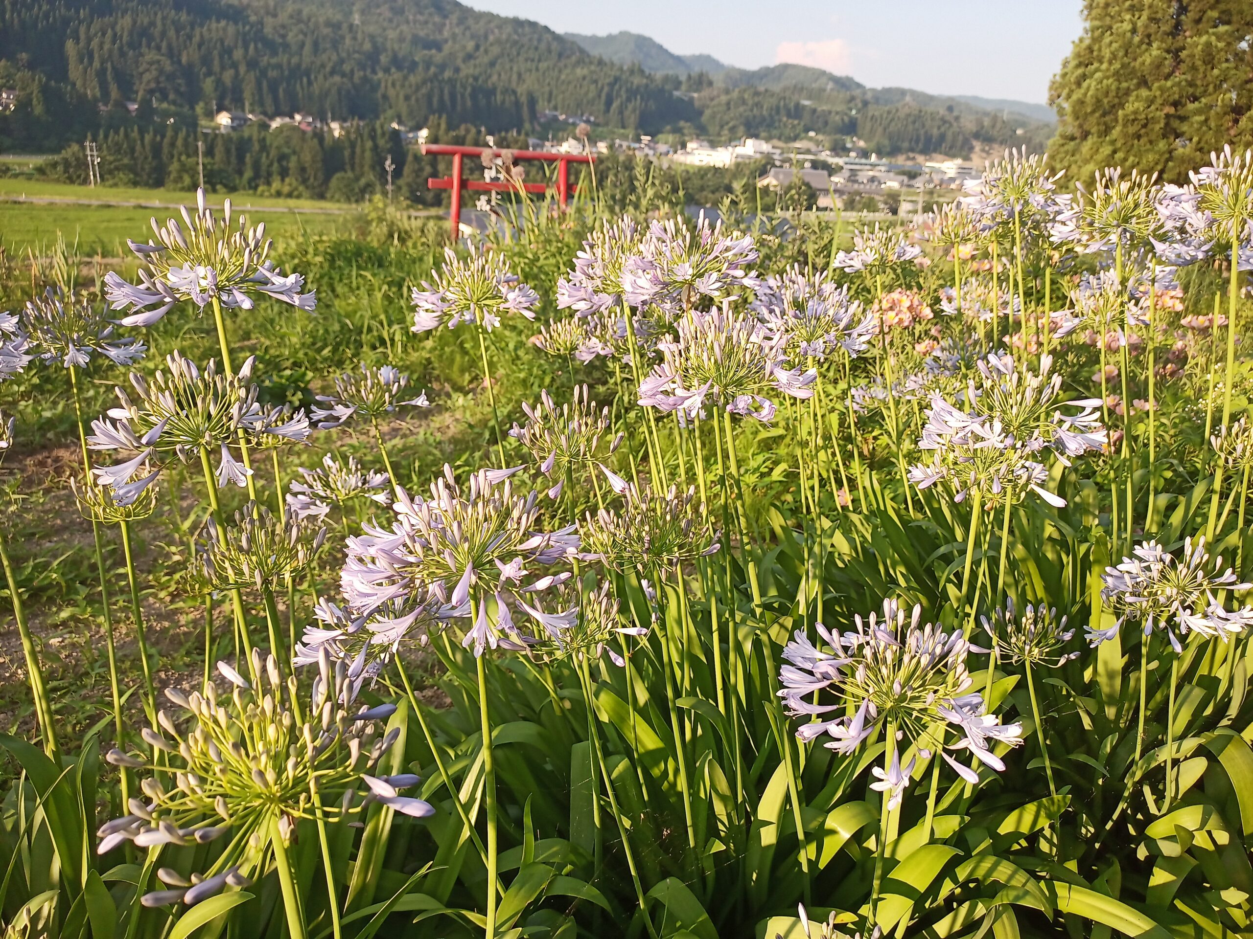 IMG_20230728_174429_946