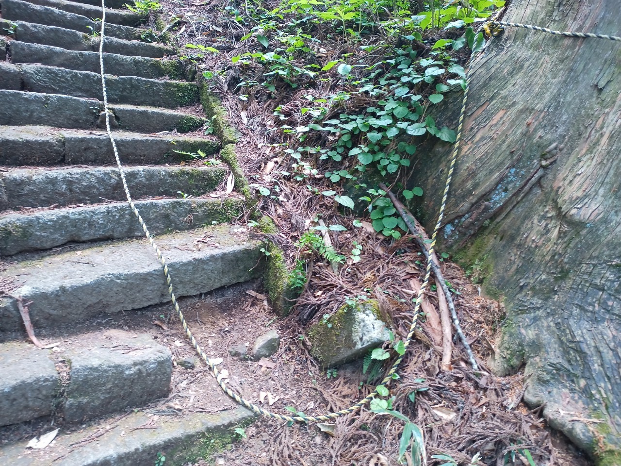 LINE_ALBUM_白鷹山20240608_240823_161