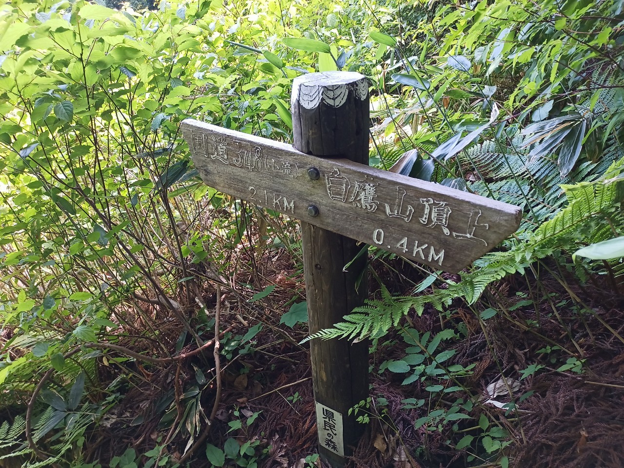 LINE_ALBUM_白鷹山20240608_240823_79