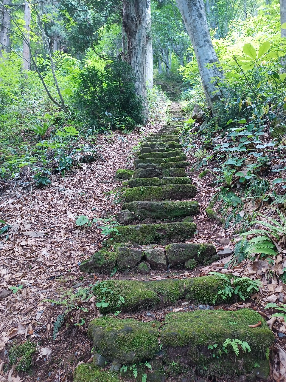 LINE_ALBUM_白鷹山20240608_240823_195