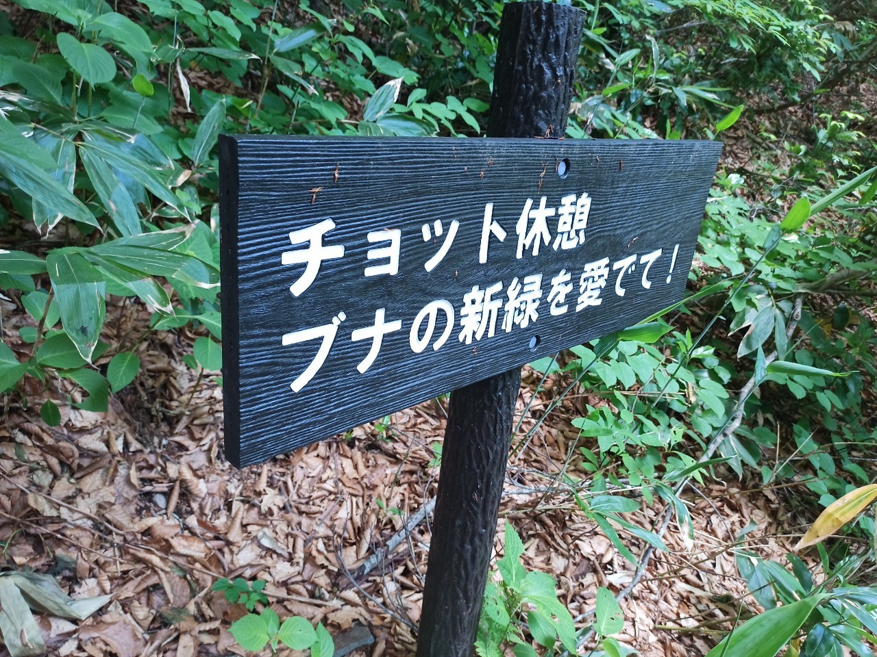 LINE_ALBUM_白鷹山20240608_240823_190