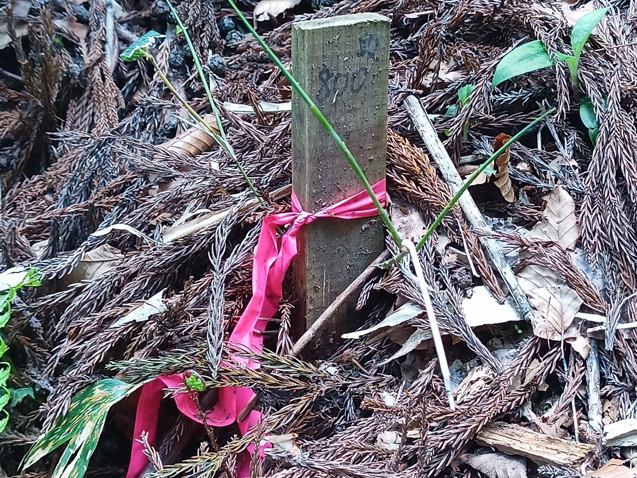 LINE_ALBUM_白鷹山20240608_240823_159