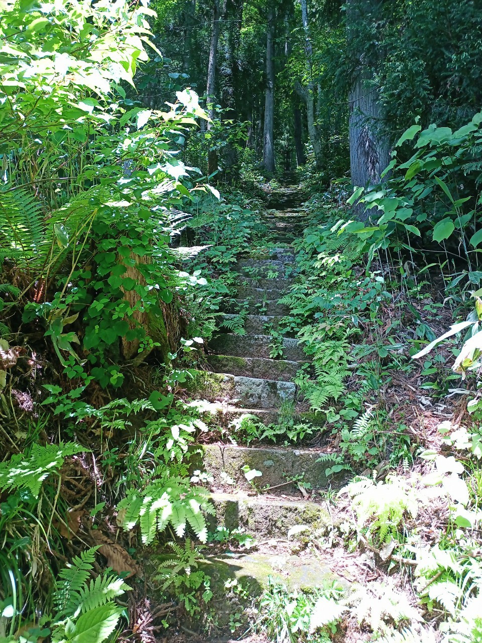 LINE_ALBUM_白鷹山20240608_240823_216