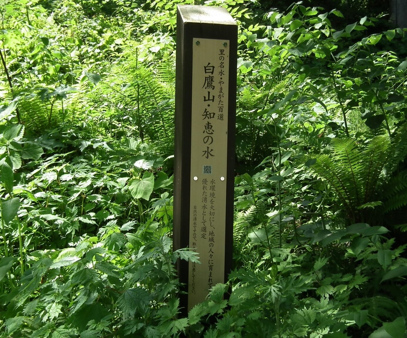LINE_ALBUM_白鷹山20240608_240609_7