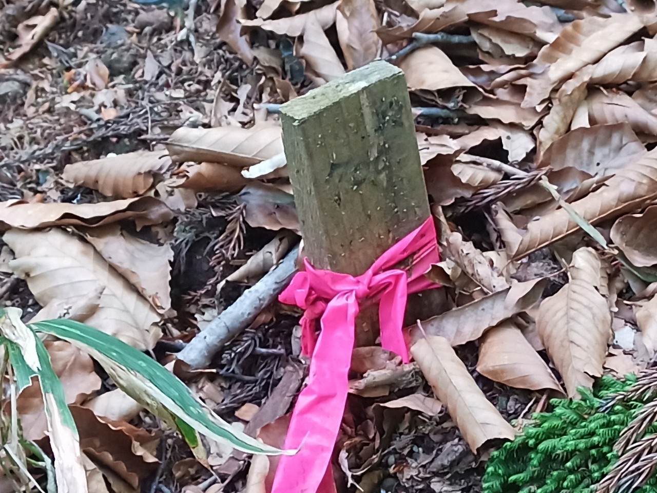 LINE_ALBUM_白鷹山20240608_240823_174