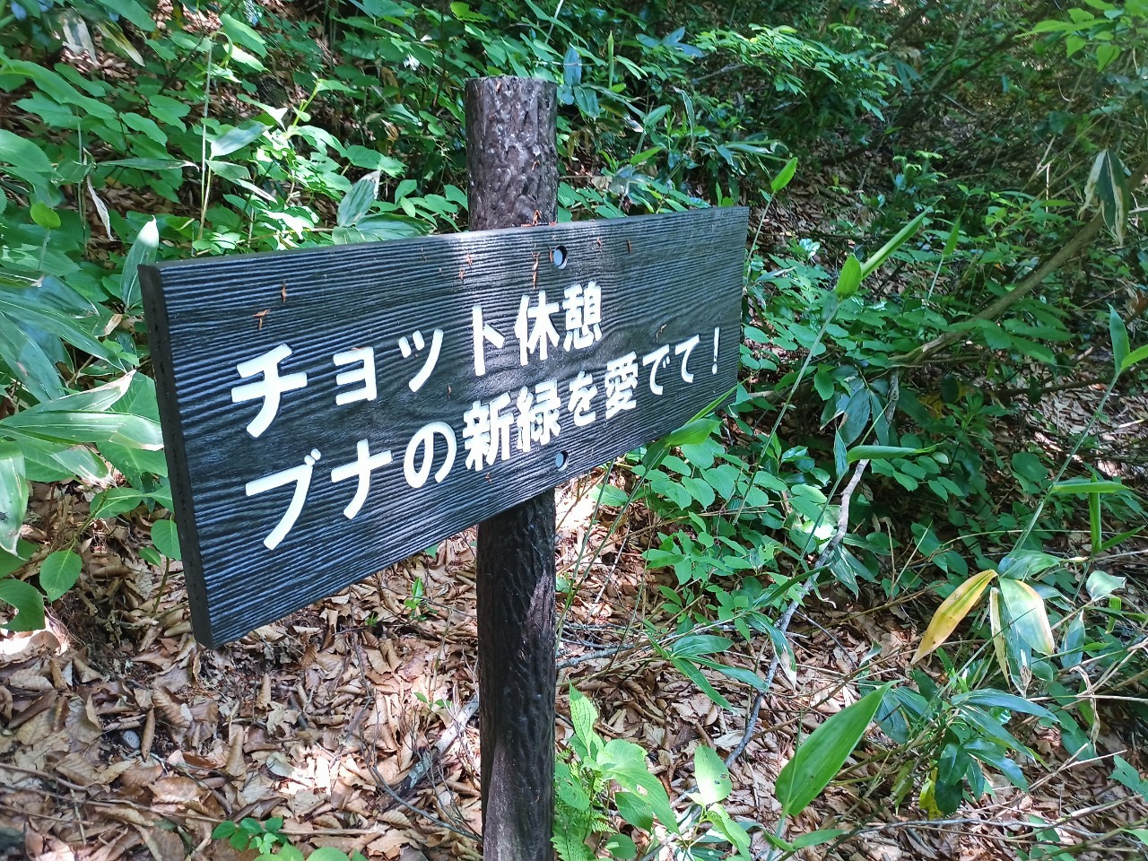 LINE_ALBUM_白鷹山20240608_240823_90