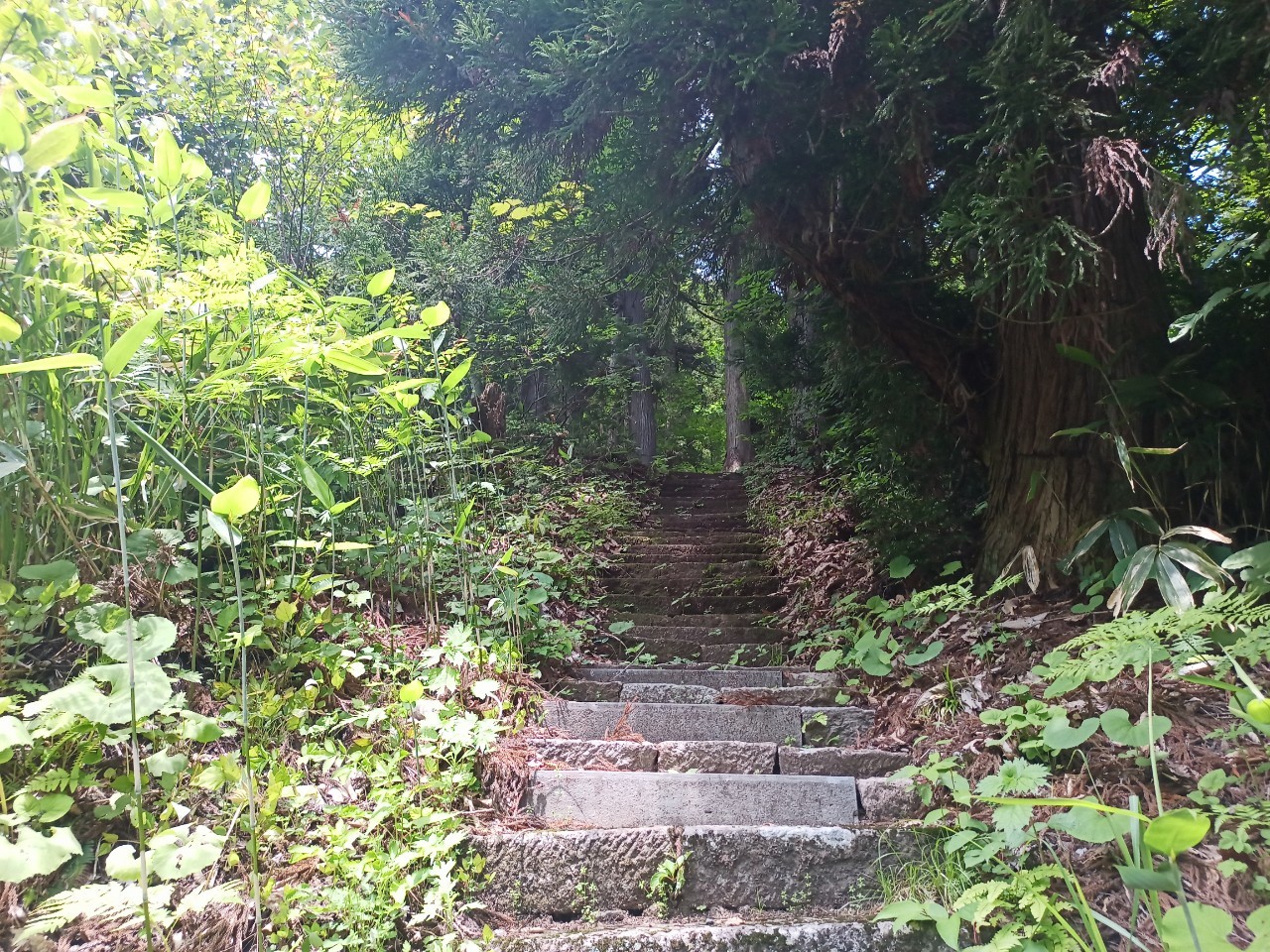 LINE_ALBUM_白鷹山20240608_240823_231