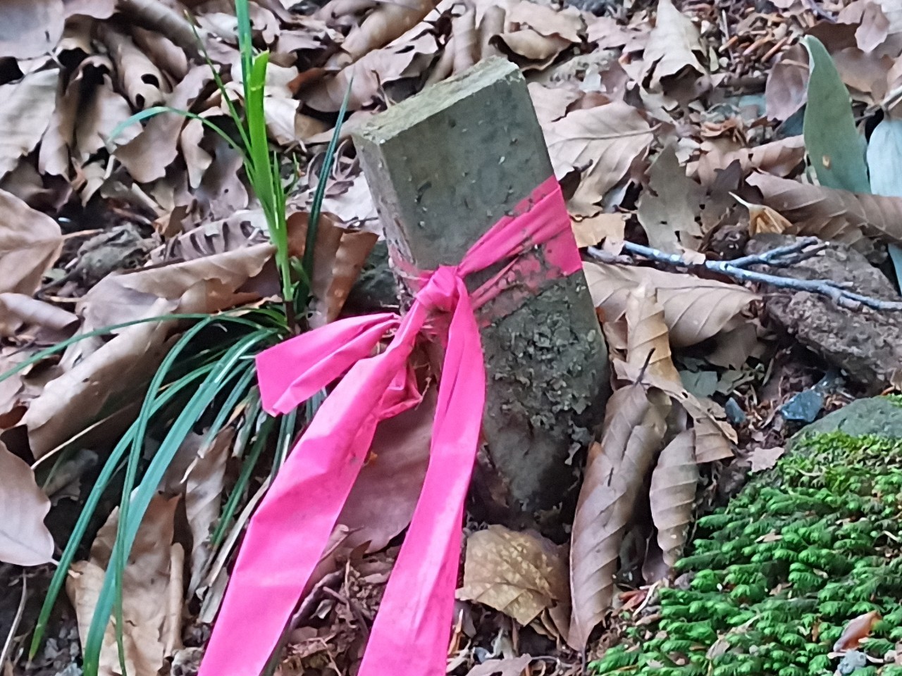 LINE_ALBUM_白鷹山20240608_240823_184