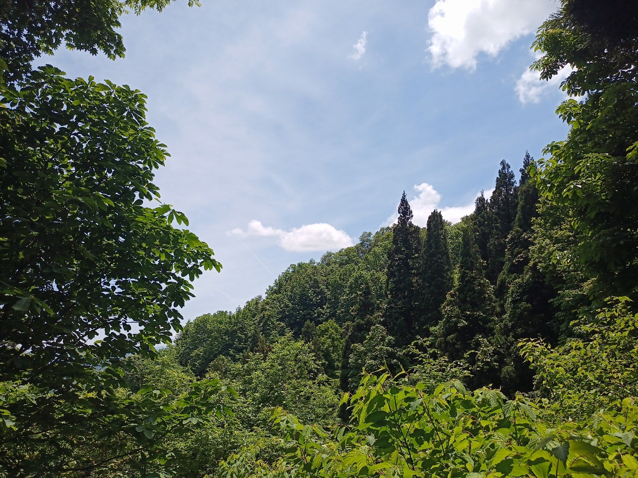 LINE_ALBUM_白鷹山20240608_240823_204