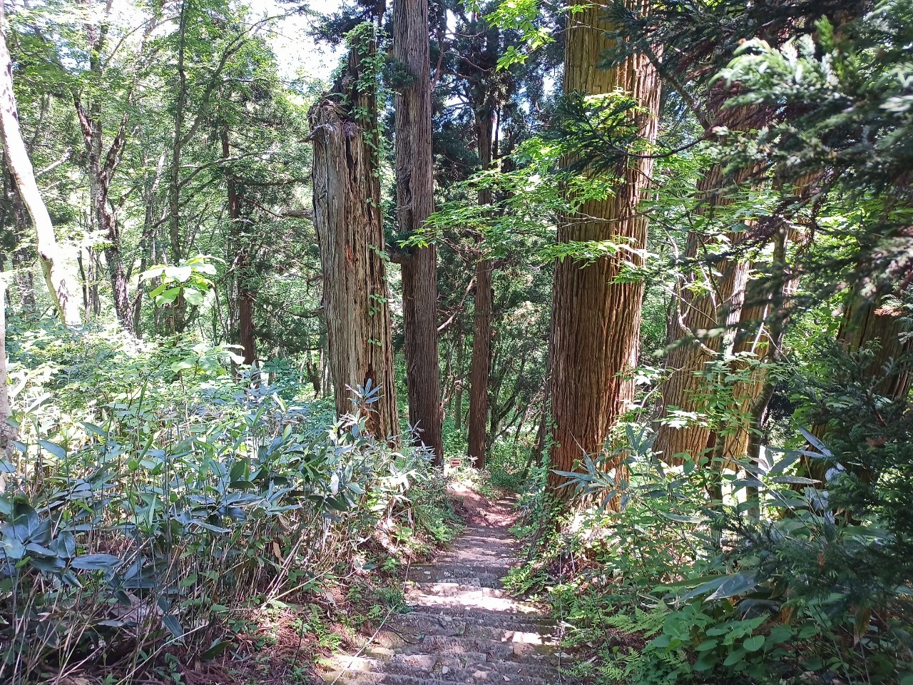 LINE_ALBUM_白鷹山20240608_240823_96