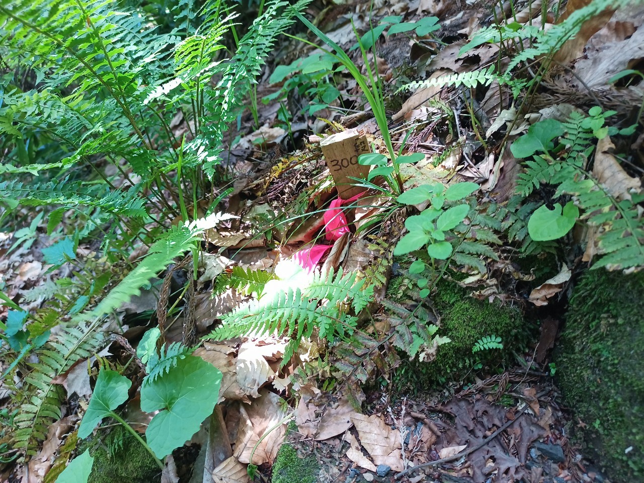 LINE_ALBUM_白鷹山20240608_240823_203