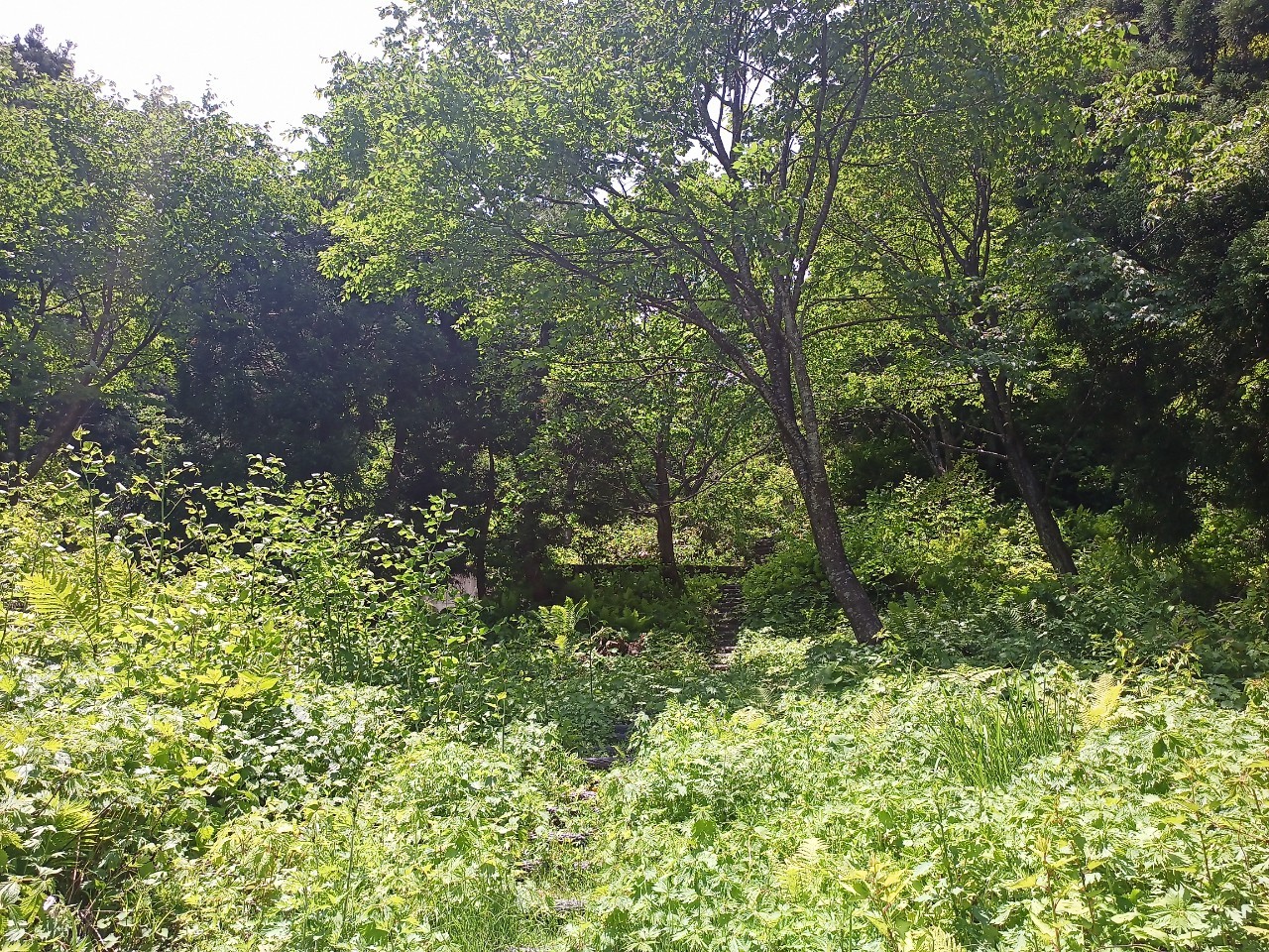 LINE_ALBUM_白鷹山20240608_240823_234