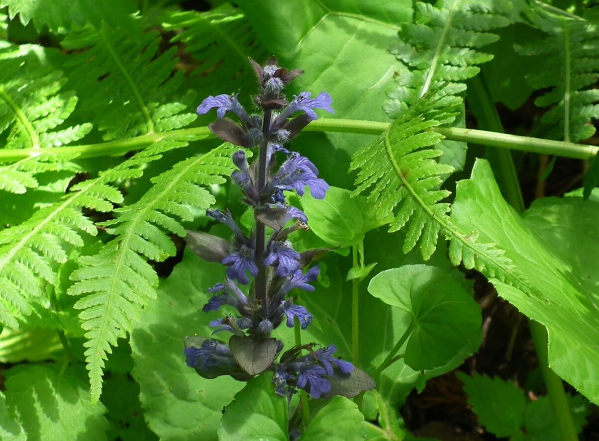 LINE_ALBUM_白鷹山20240608_240609_26