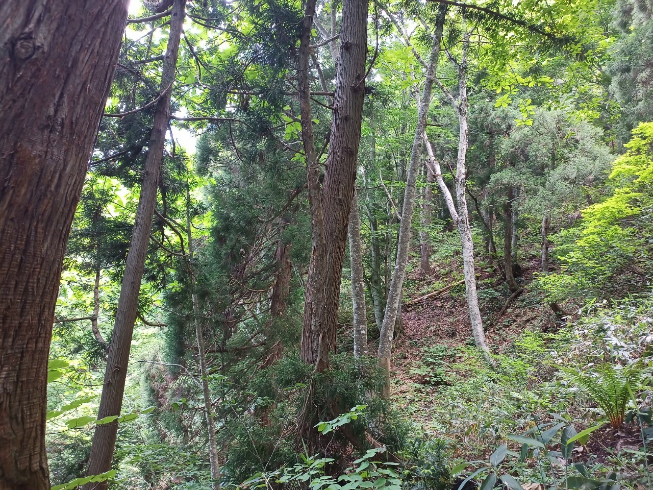 LINE_ALBUM_白鷹山20240608_240823_193