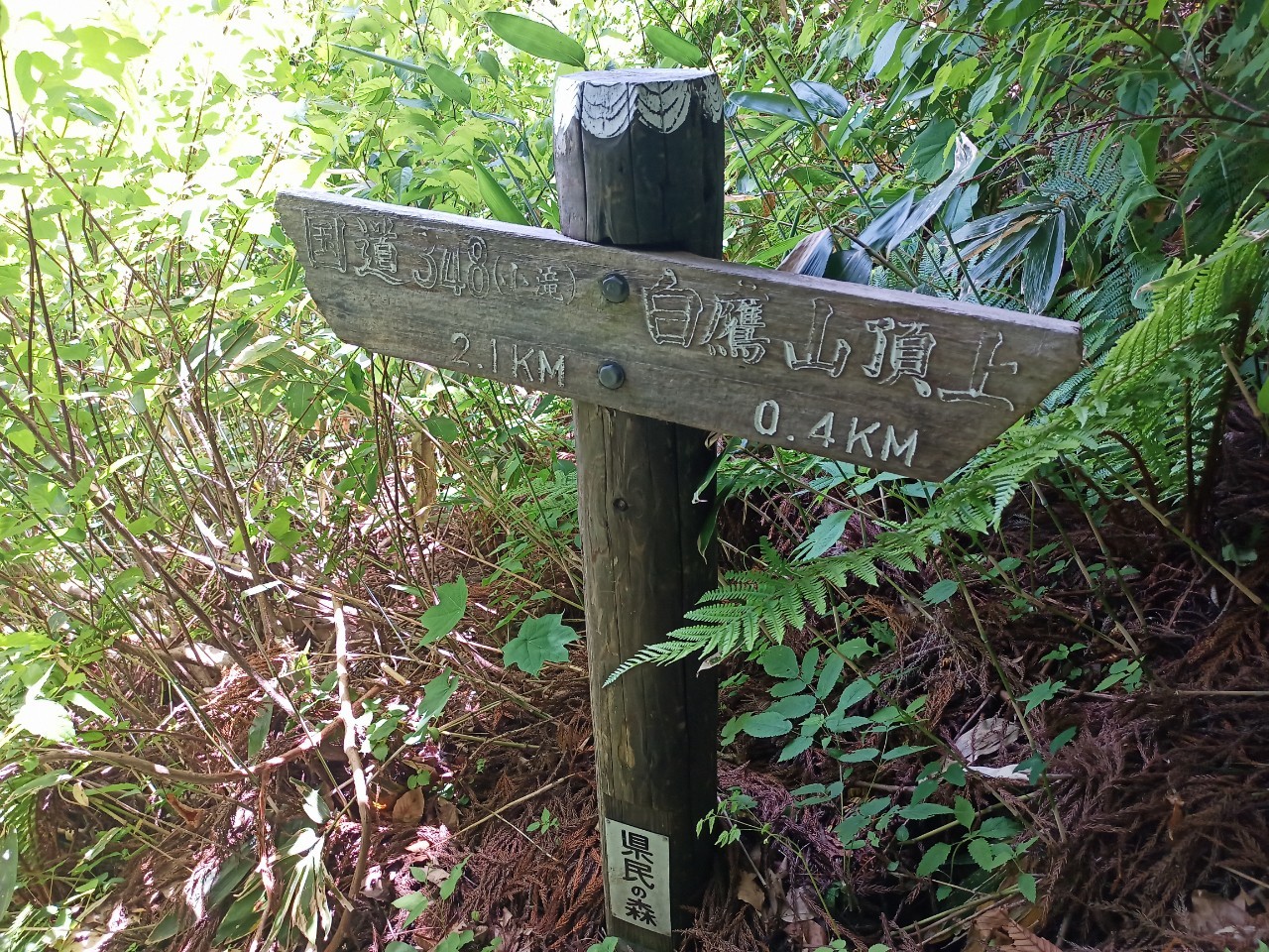 LINE_ALBUM_白鷹山20240608_240823_208