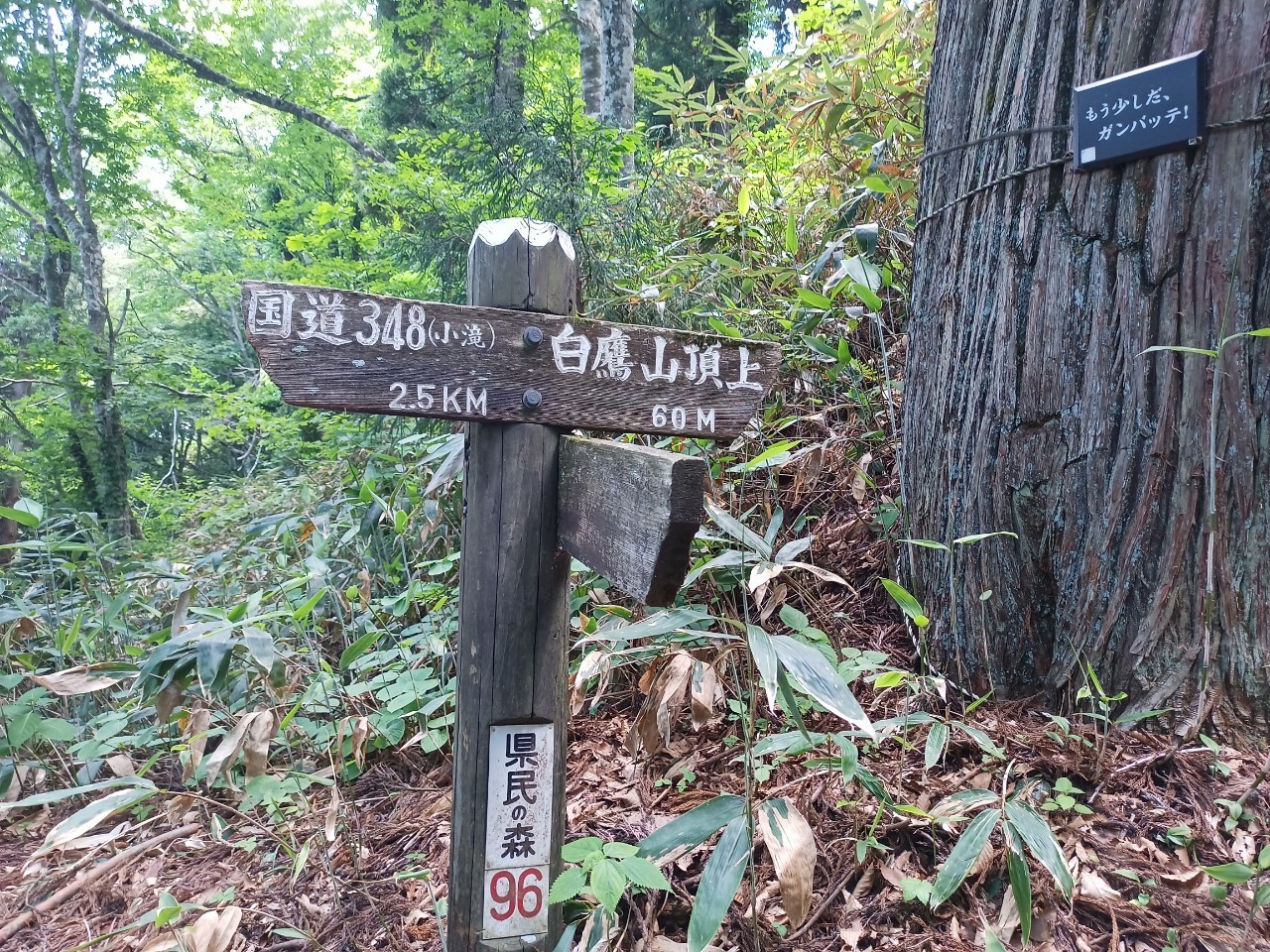 LINE_ALBUM_白鷹山20240608_240823_164