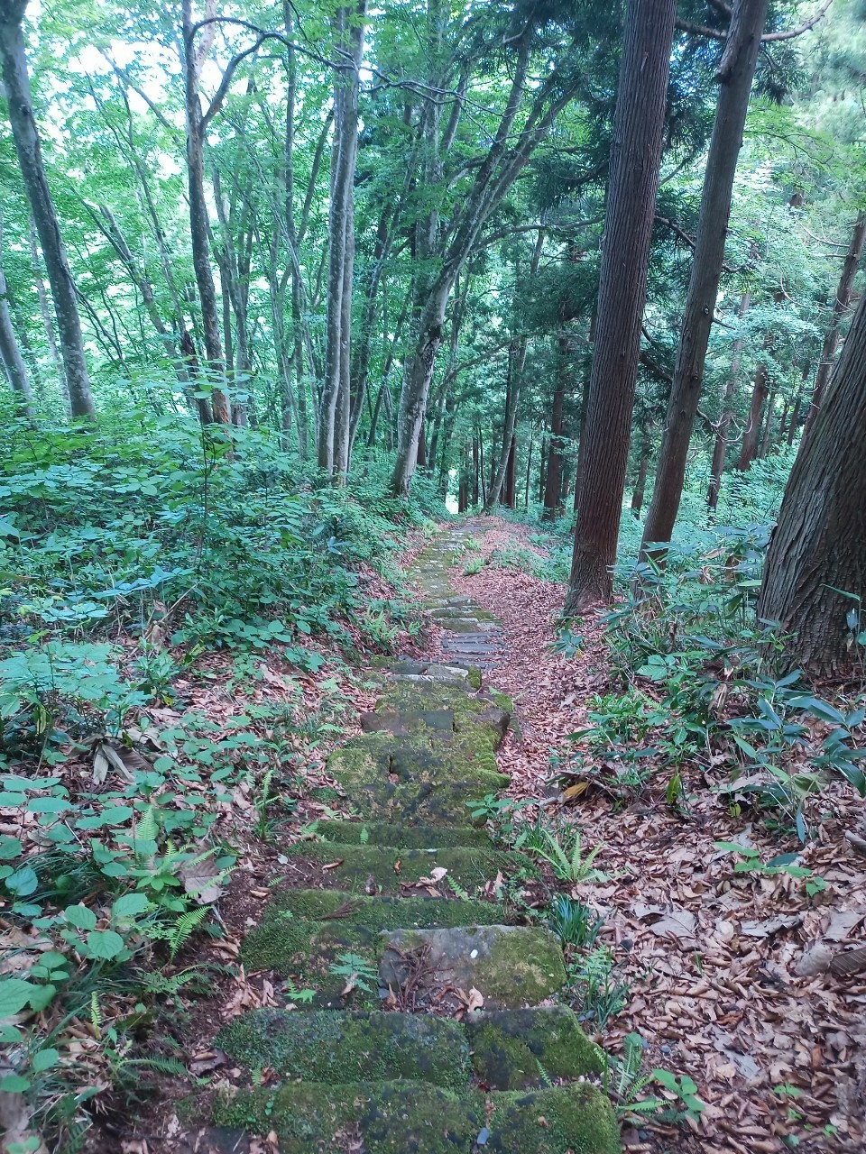 LINE_ALBUM_白鷹山20240608_240823_194