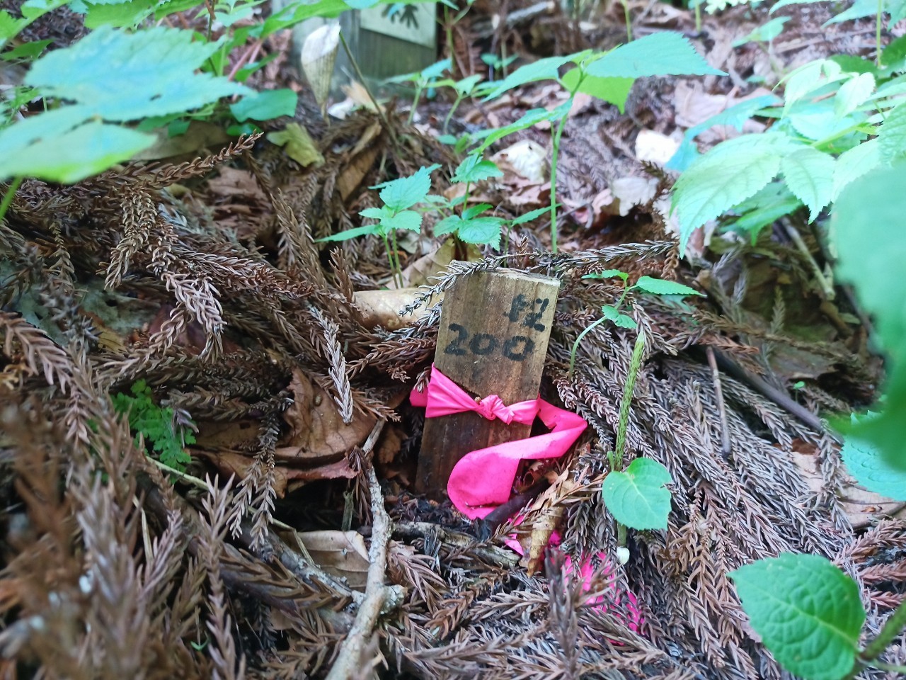 LINE_ALBUM_白鷹山20240608_240823_69