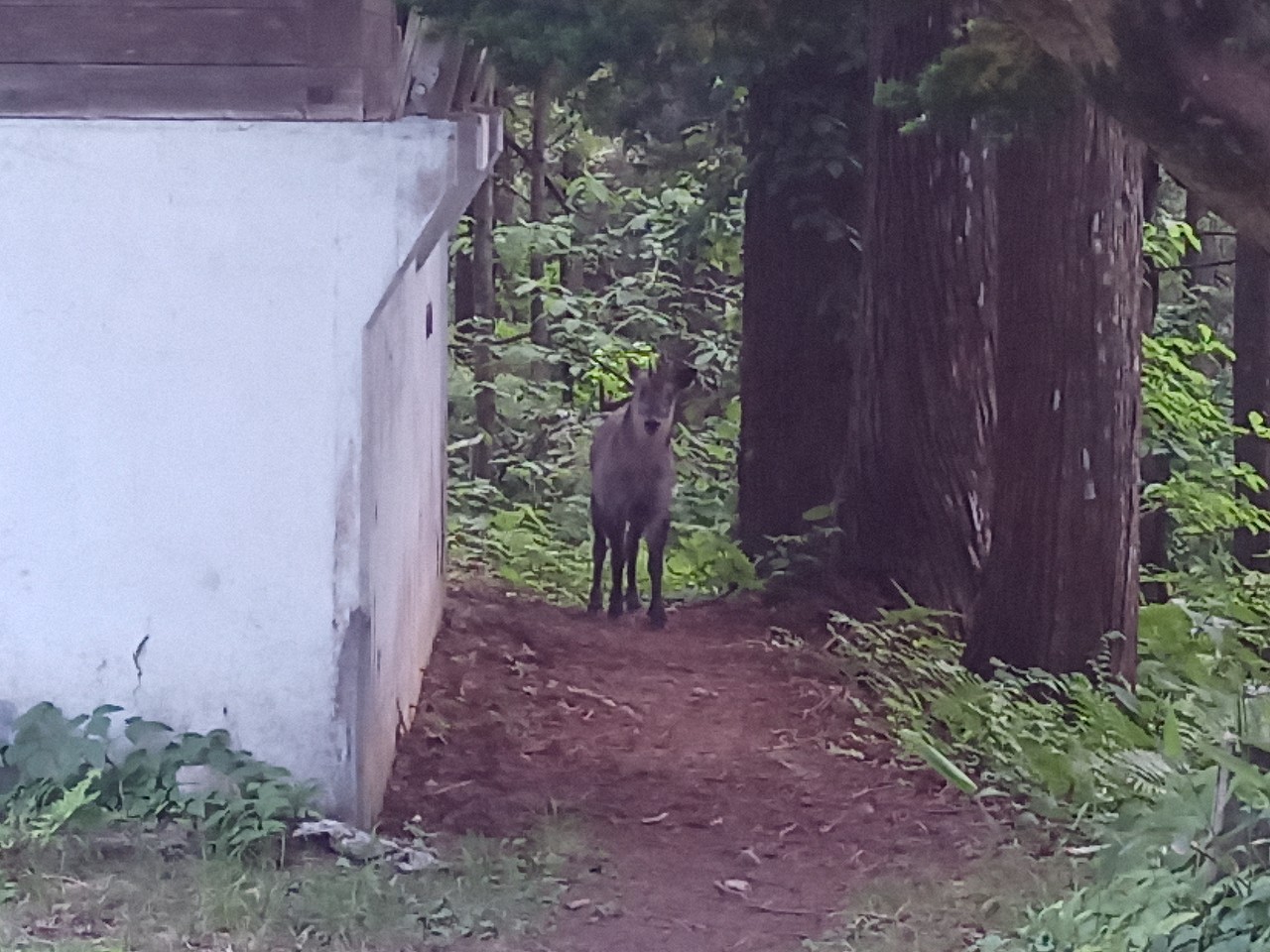 LINE_ALBUM_白鷹山20240608_240823_123