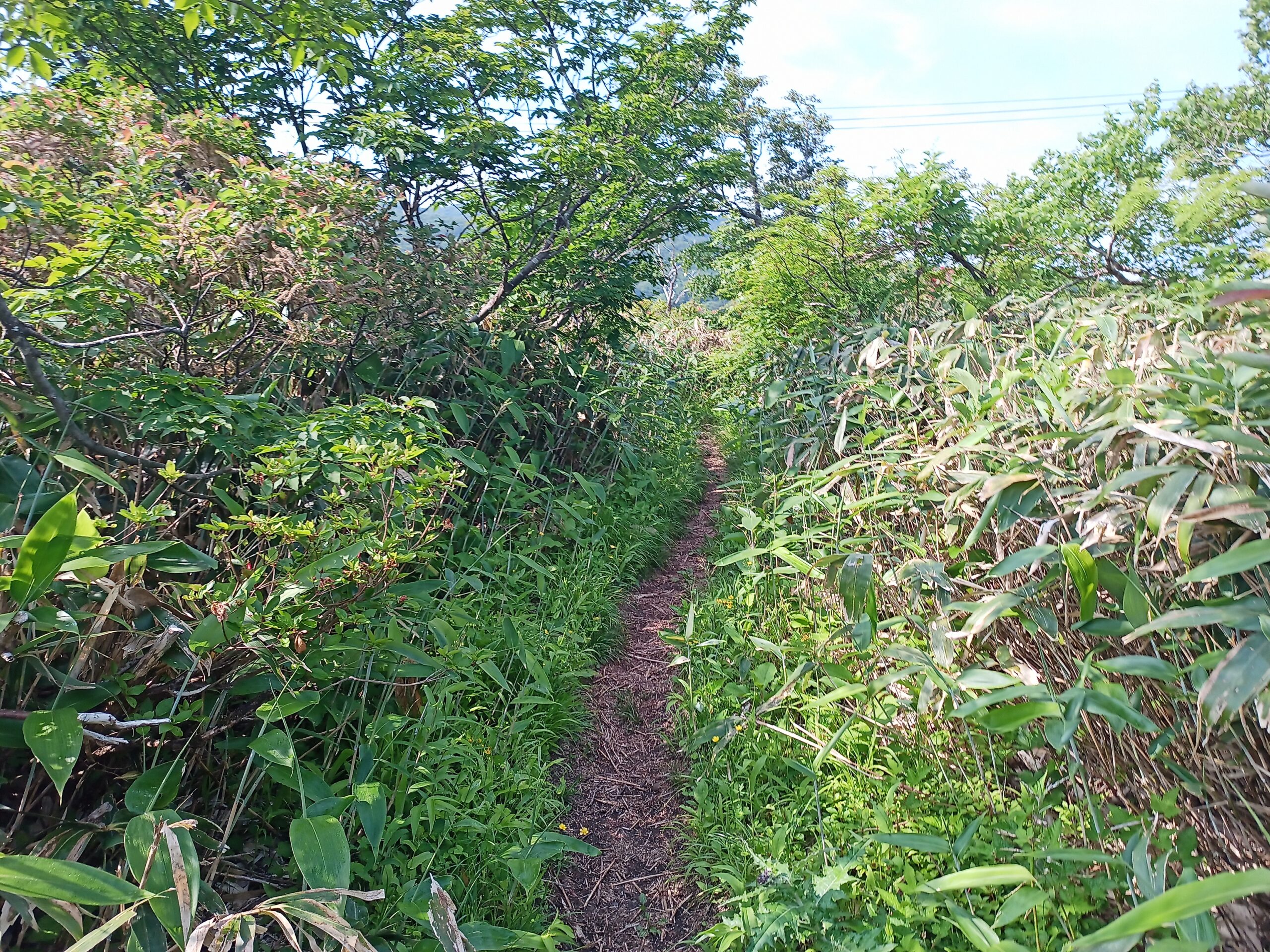 IMG_20240615_080211_619