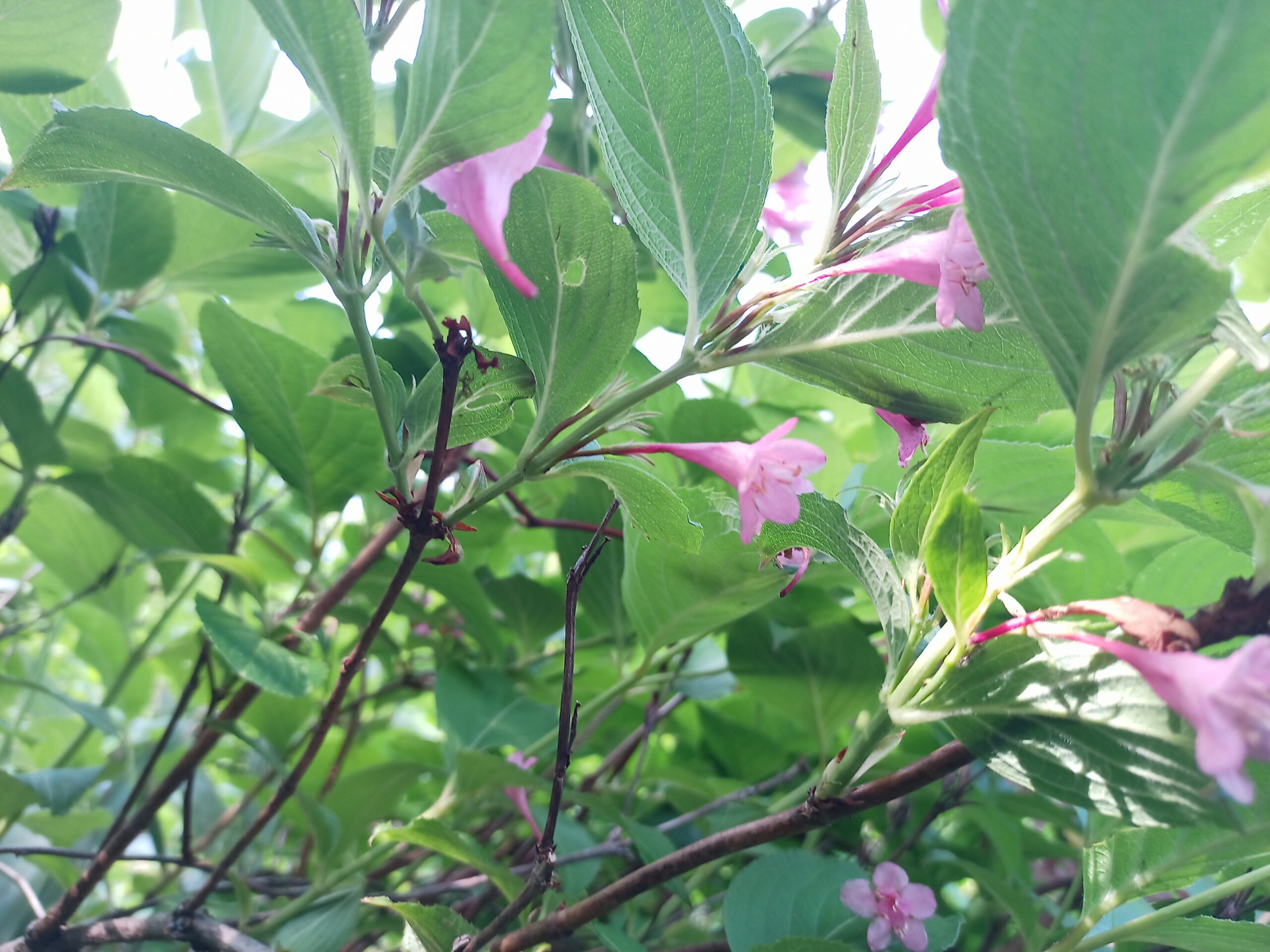 IMG_20240615_081238_898