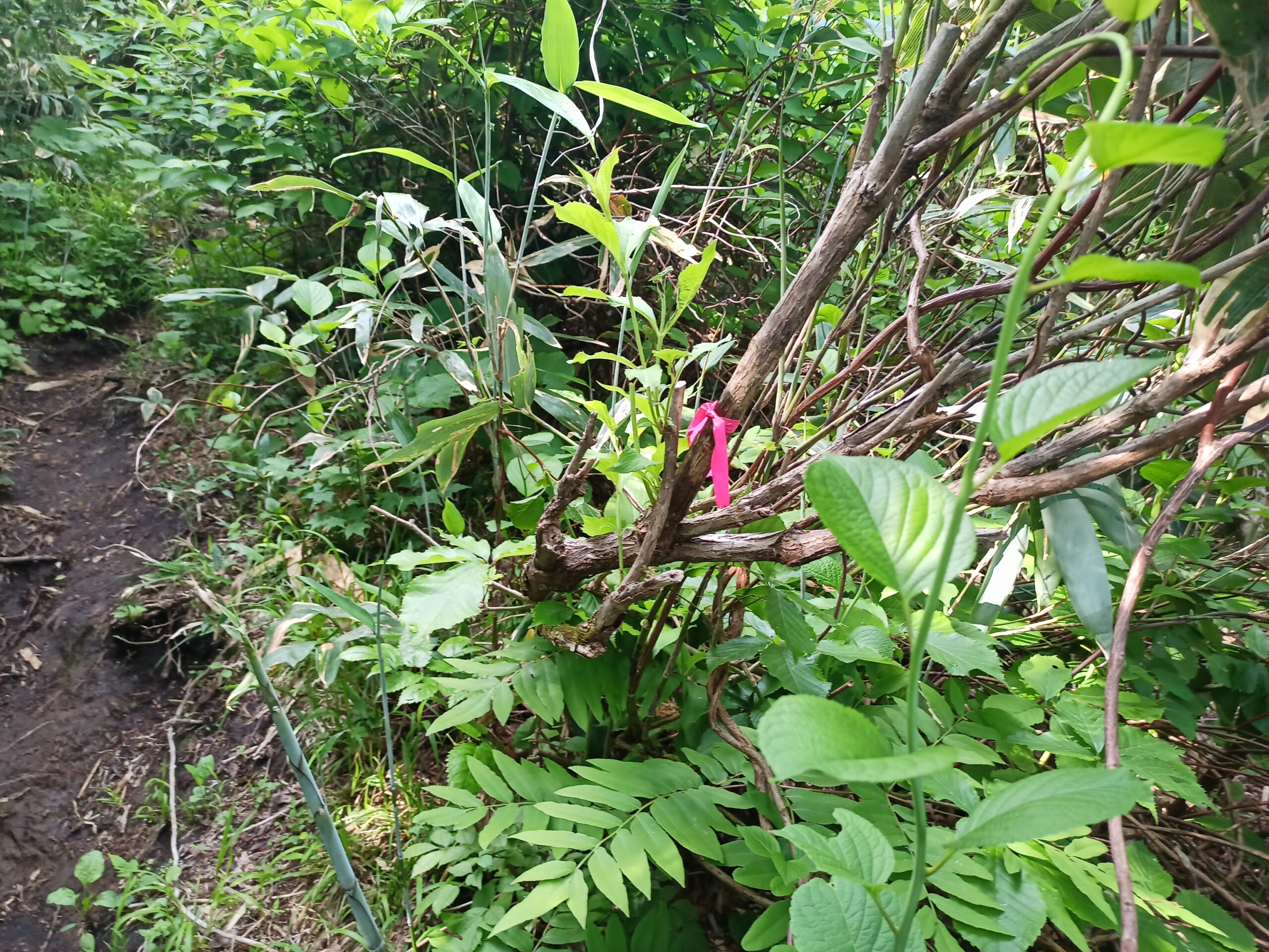 IMG_20240615_081243_779