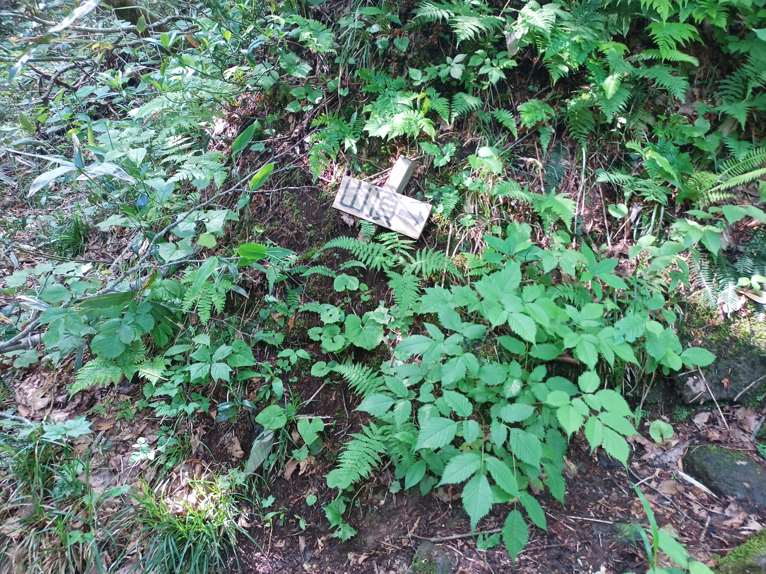 IMG_20240615_081435_628