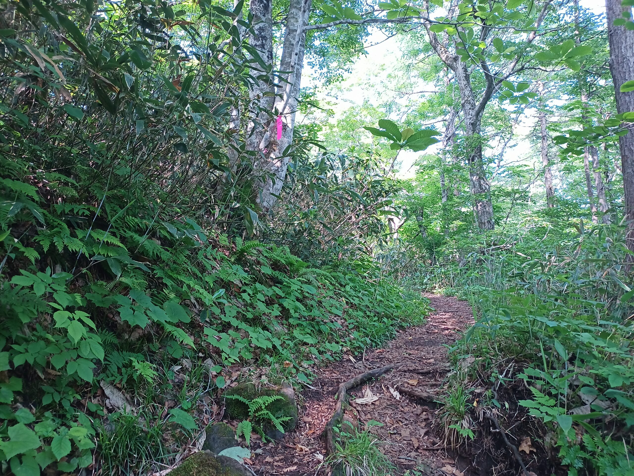 IMG_20240615_081438_992