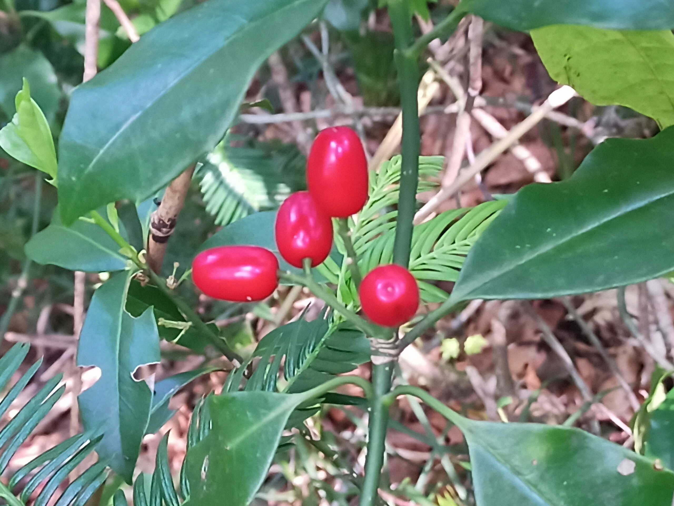 IMG_20240615_081843_553