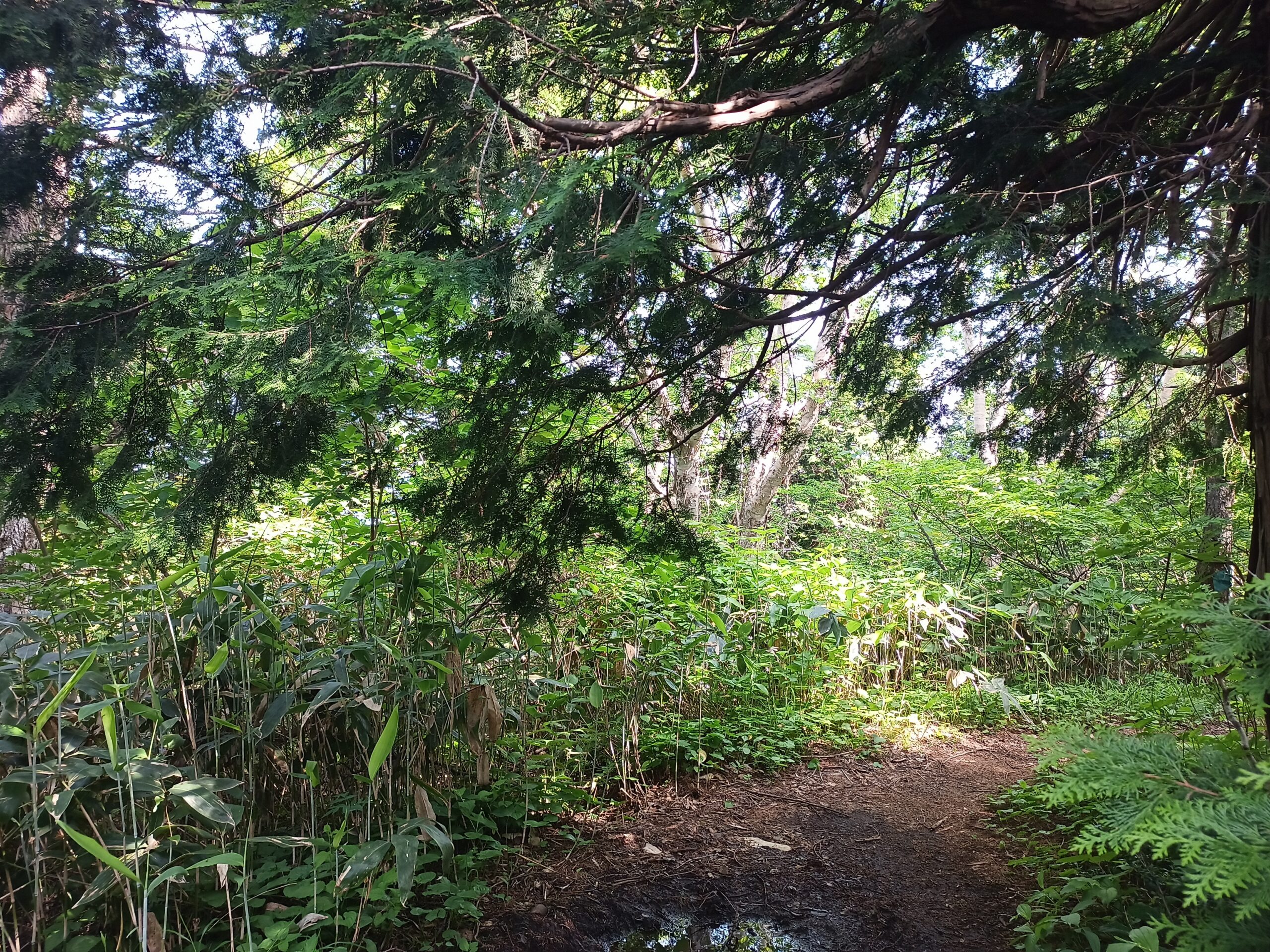 IMG_20240615_082640_118