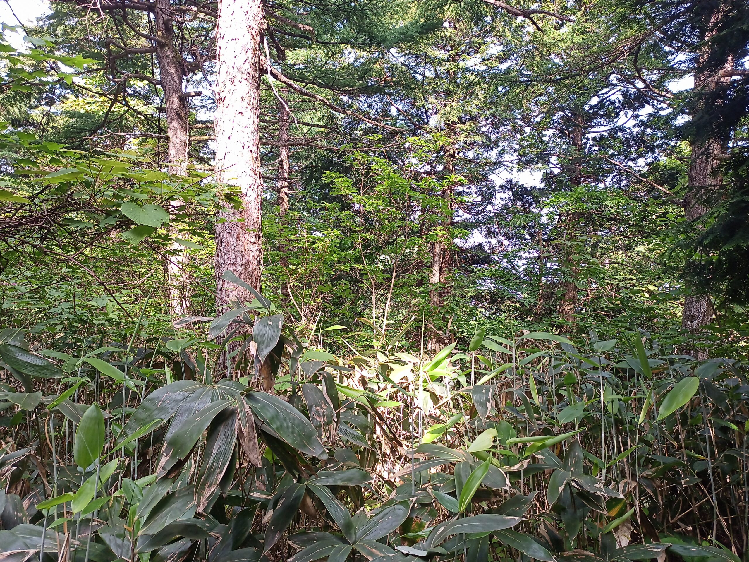 IMG_20240615_082642_615