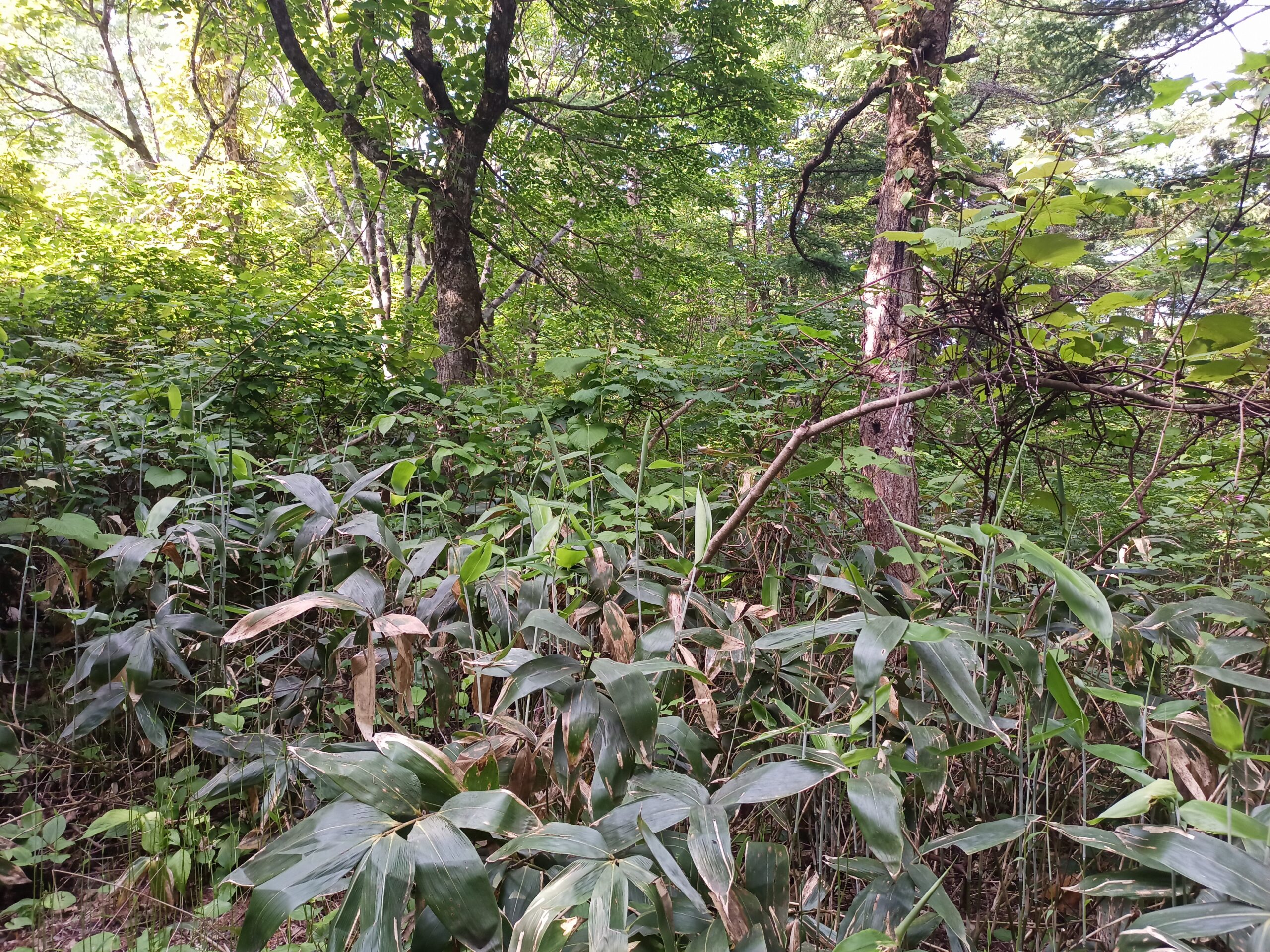 IMG_20240615_082645_824