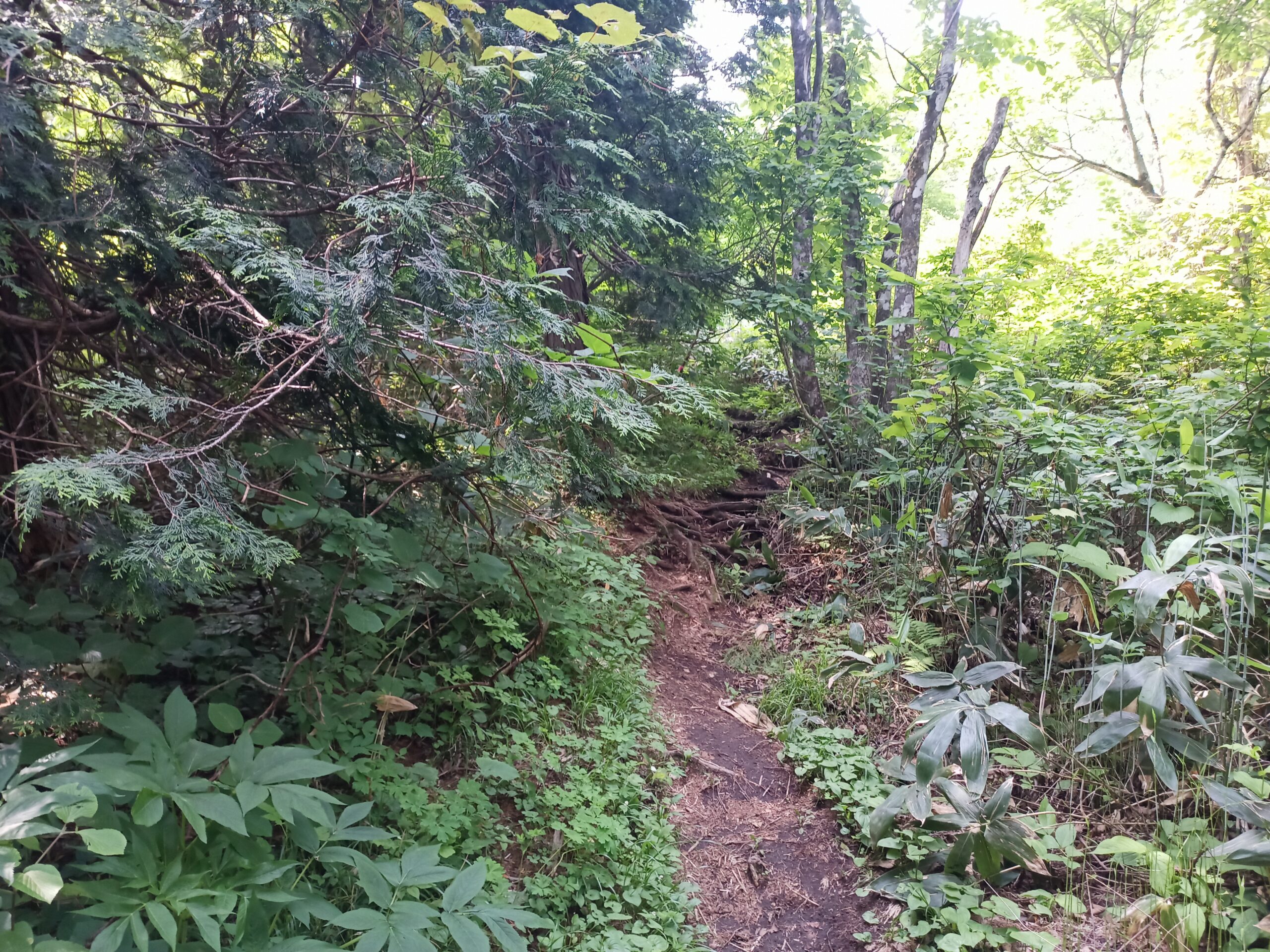 IMG_20240615_082650_370