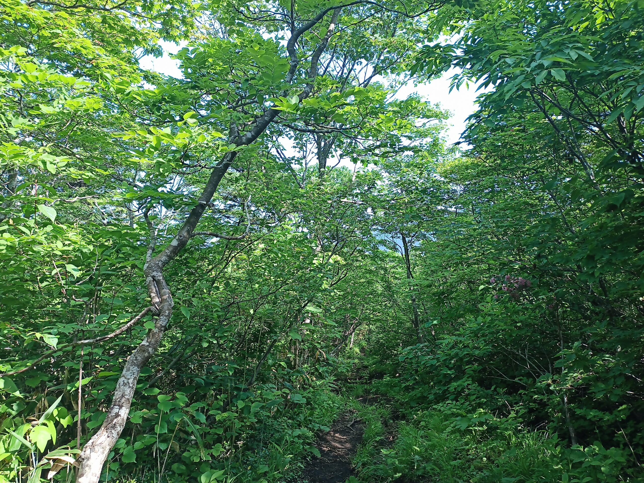 IMG_20240615_083837_740