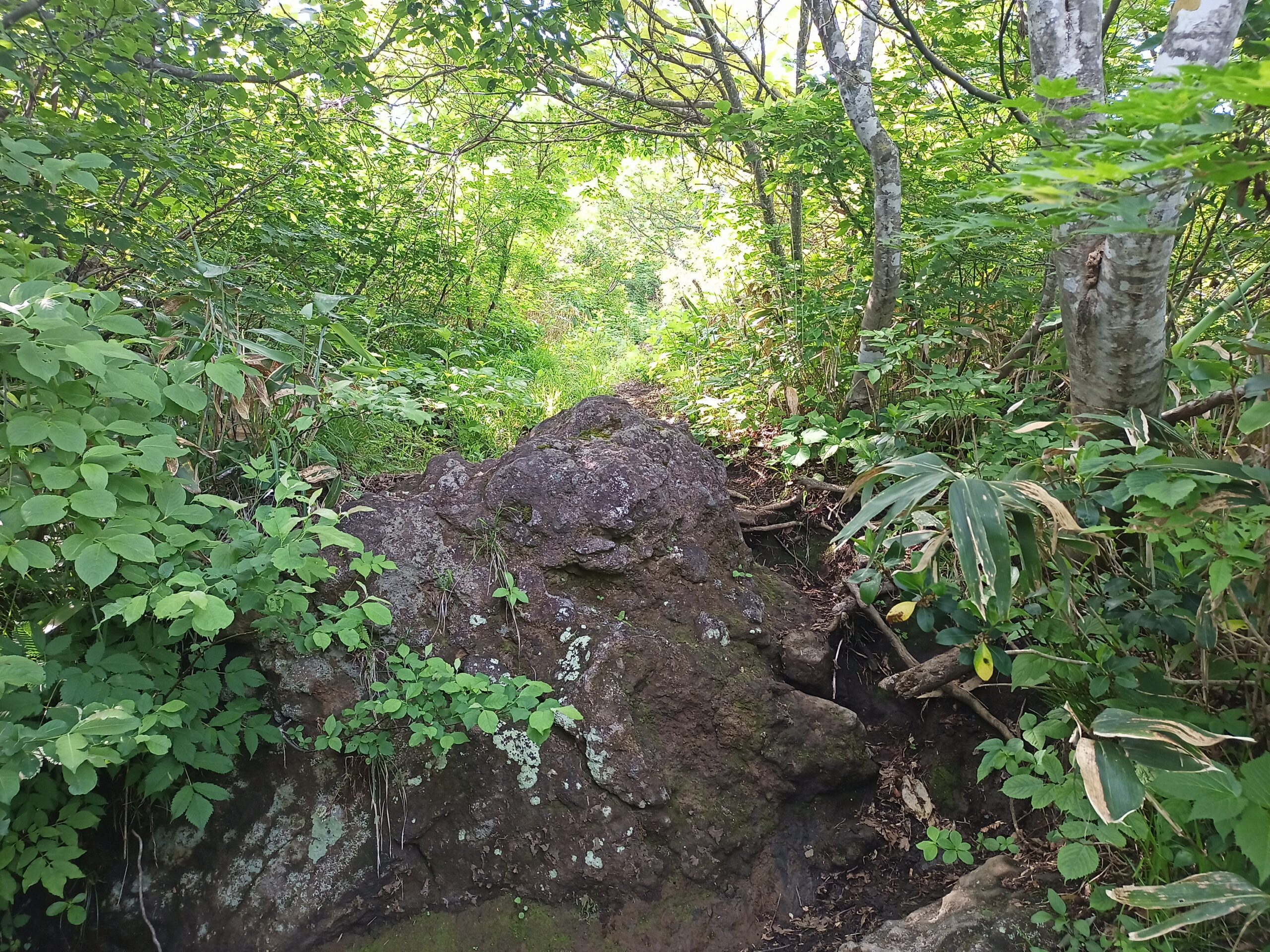 IMG_20240615_084006_064