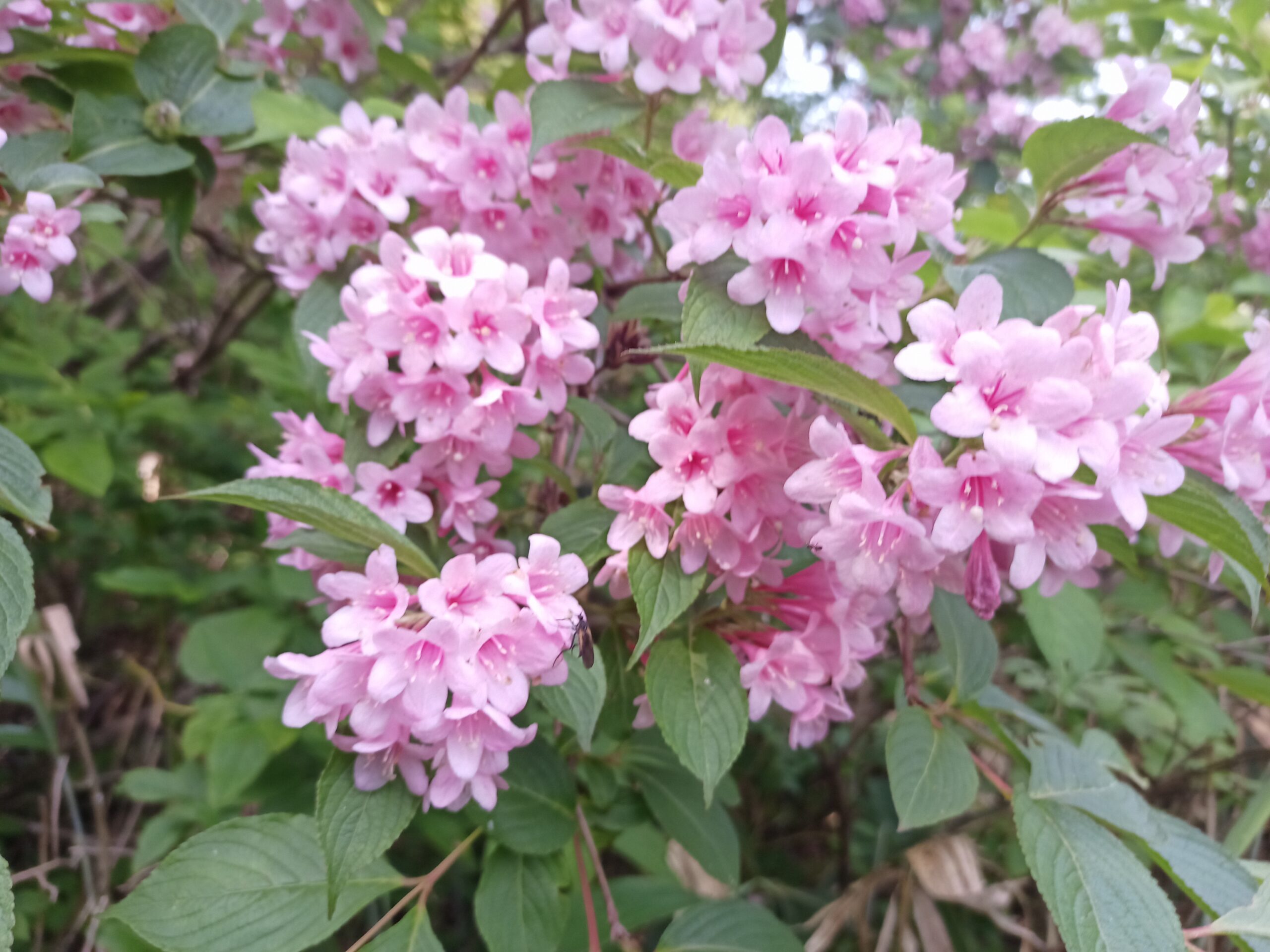 IMG_20240615_084157_067