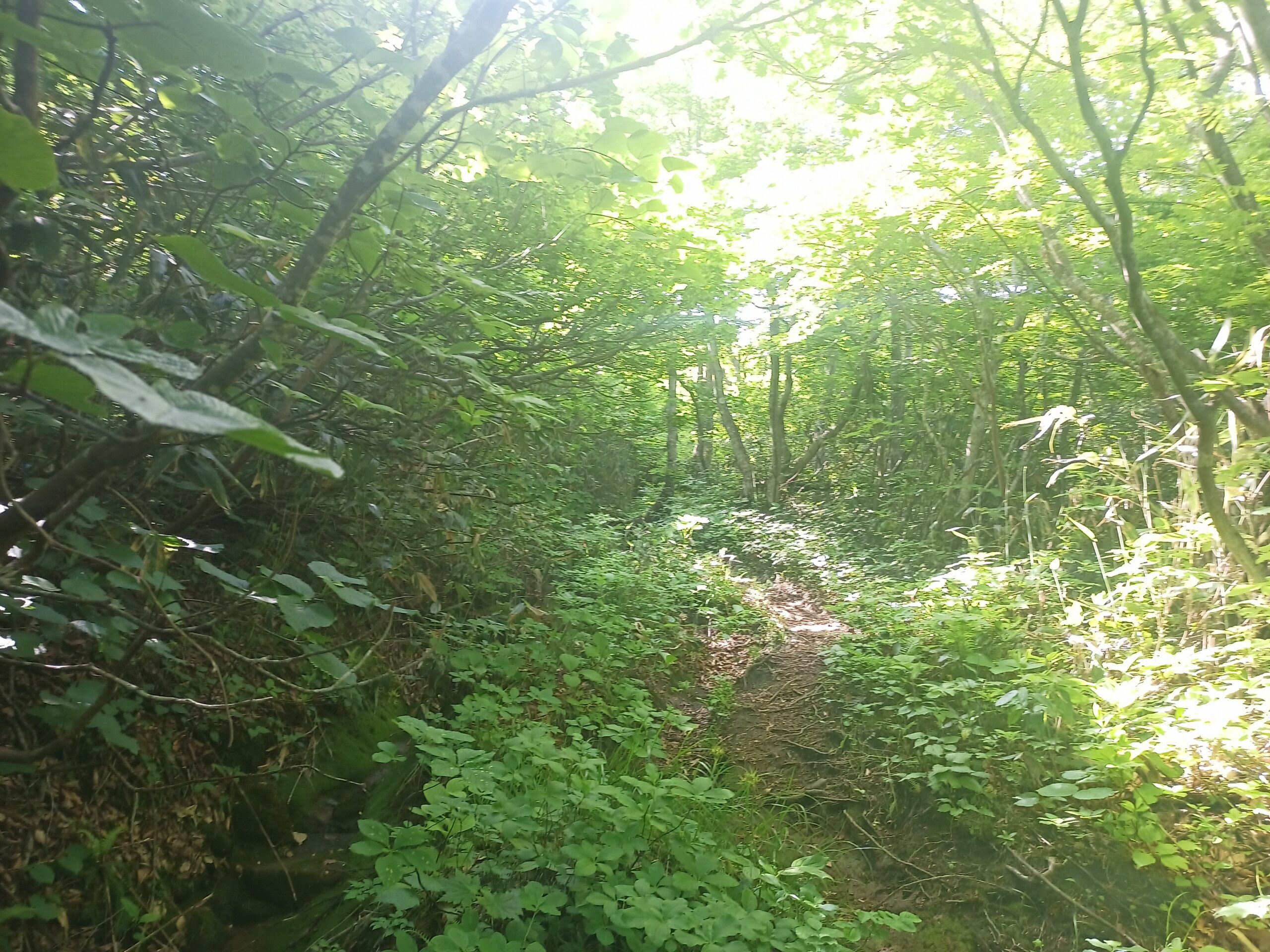 IMG_20240615_090021_774