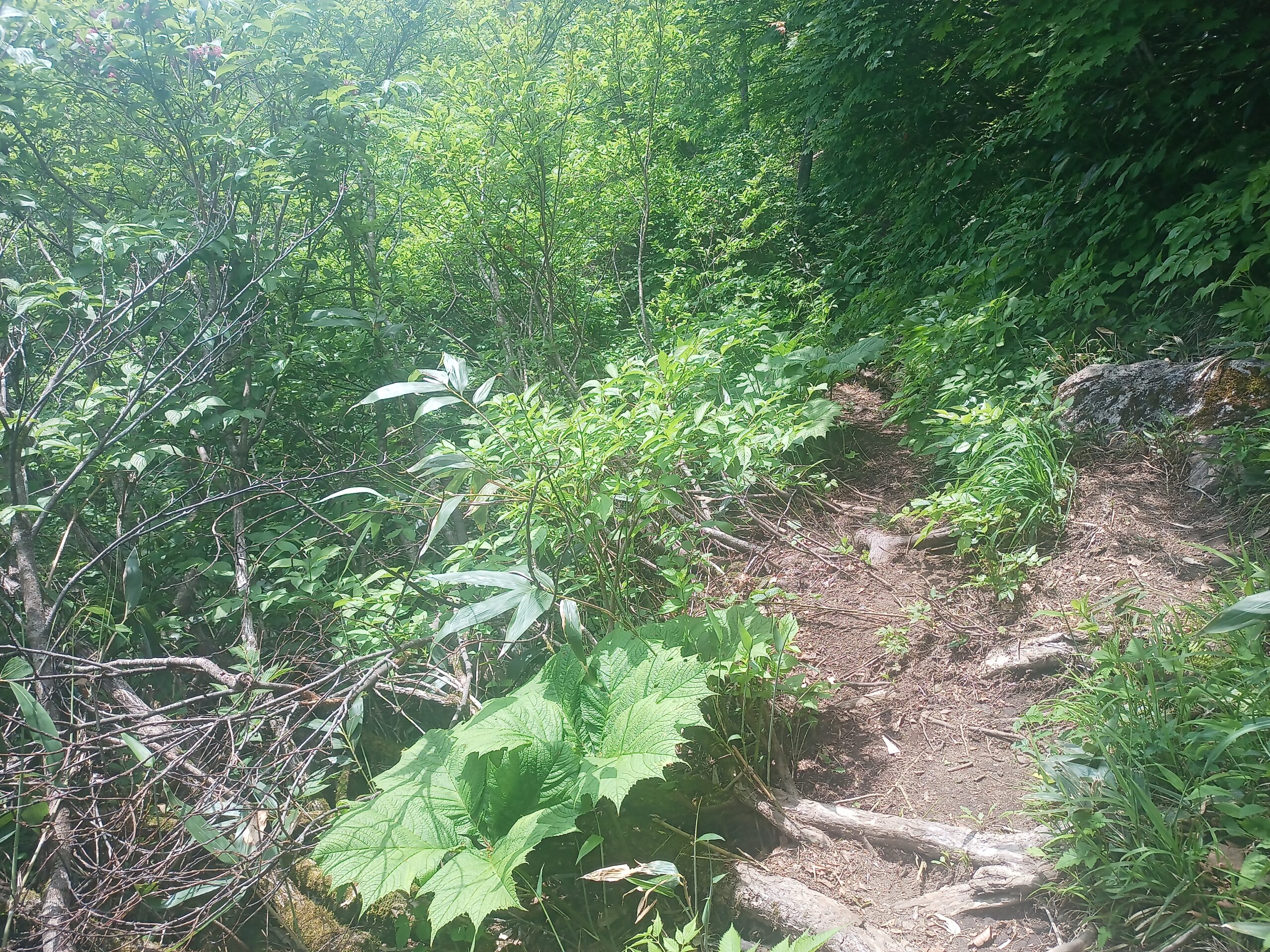 IMG_20240615_094359_459