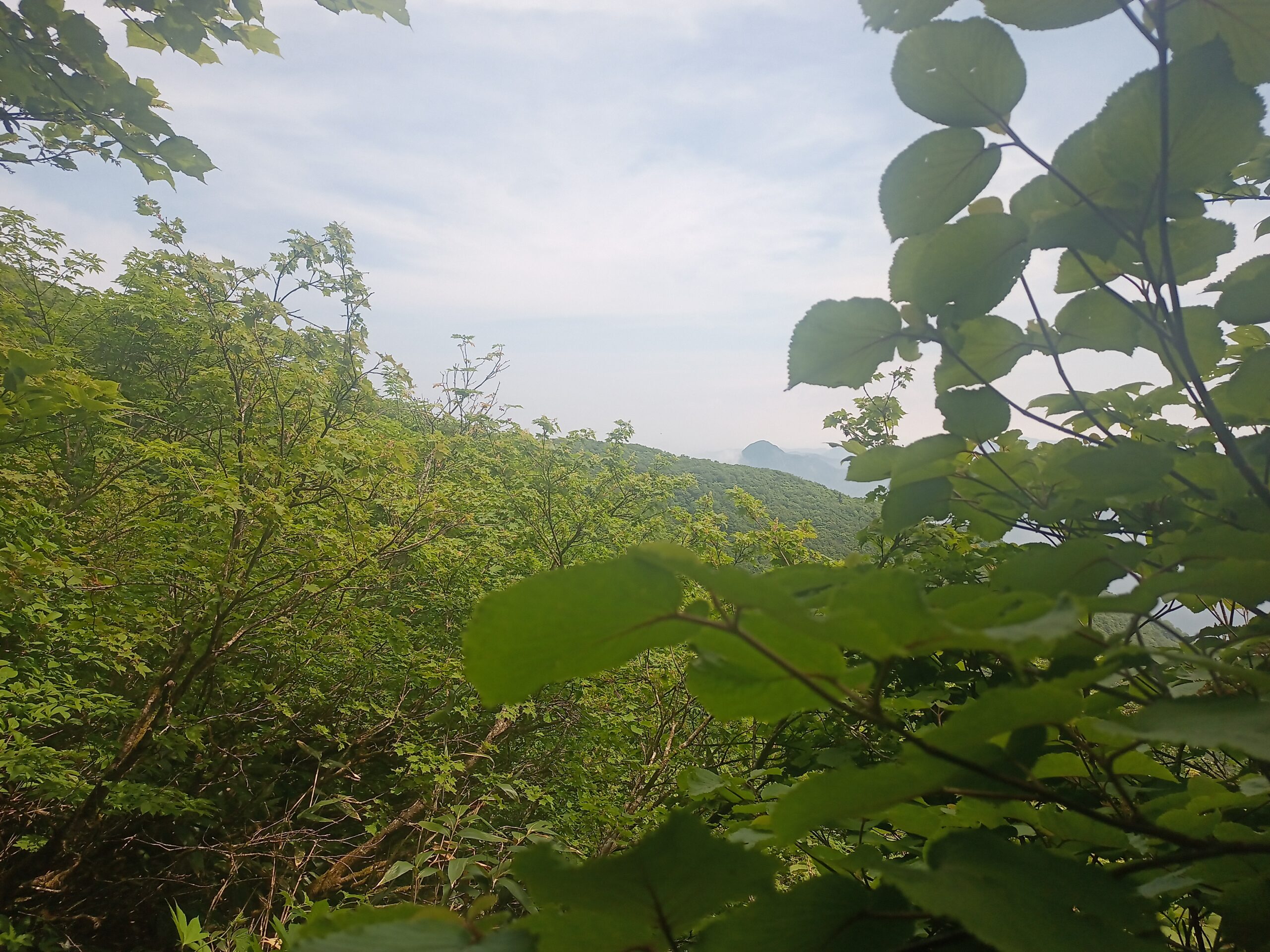 IMG_20240615_095227_234