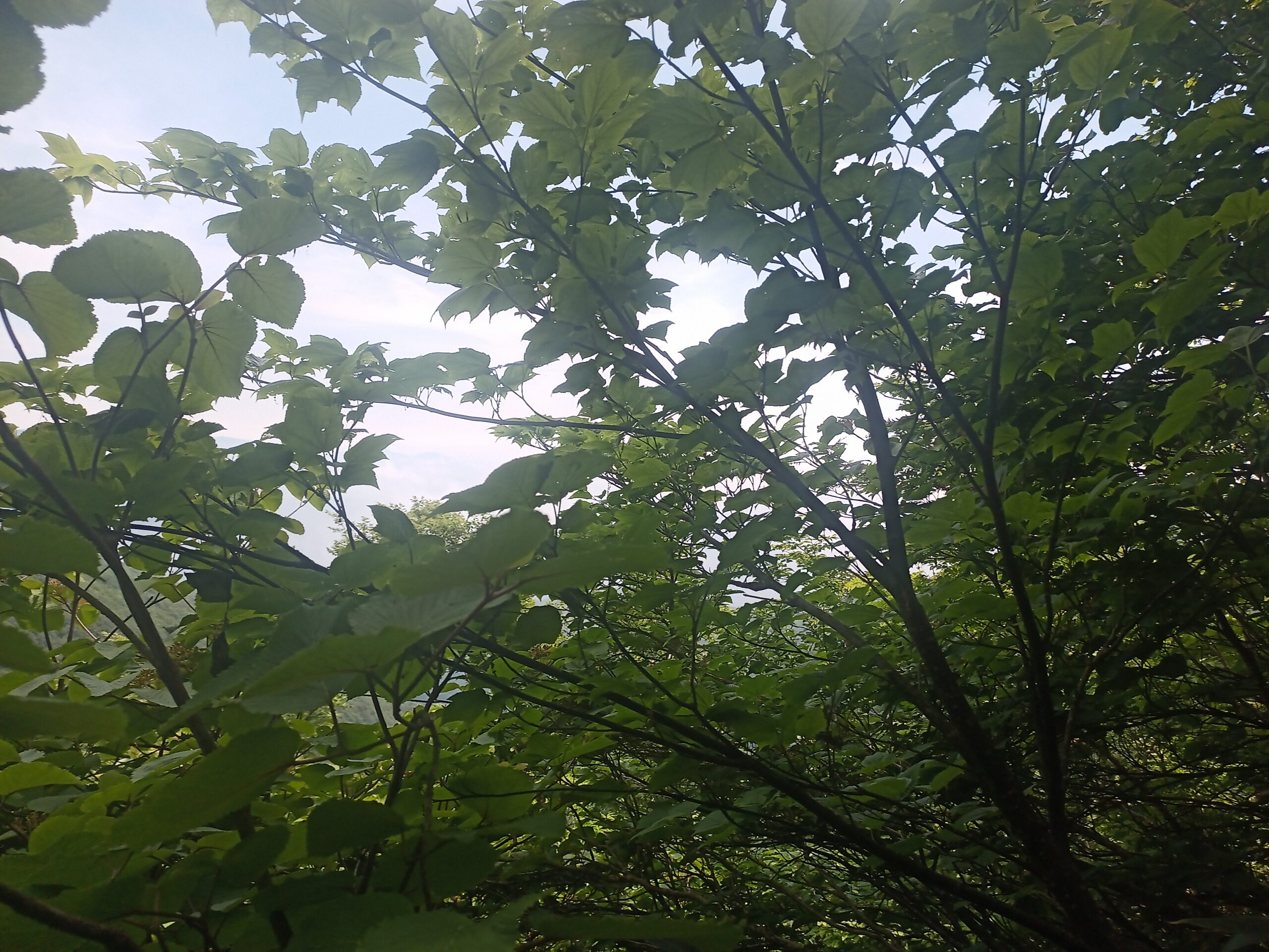 IMG_20240615_095231_628