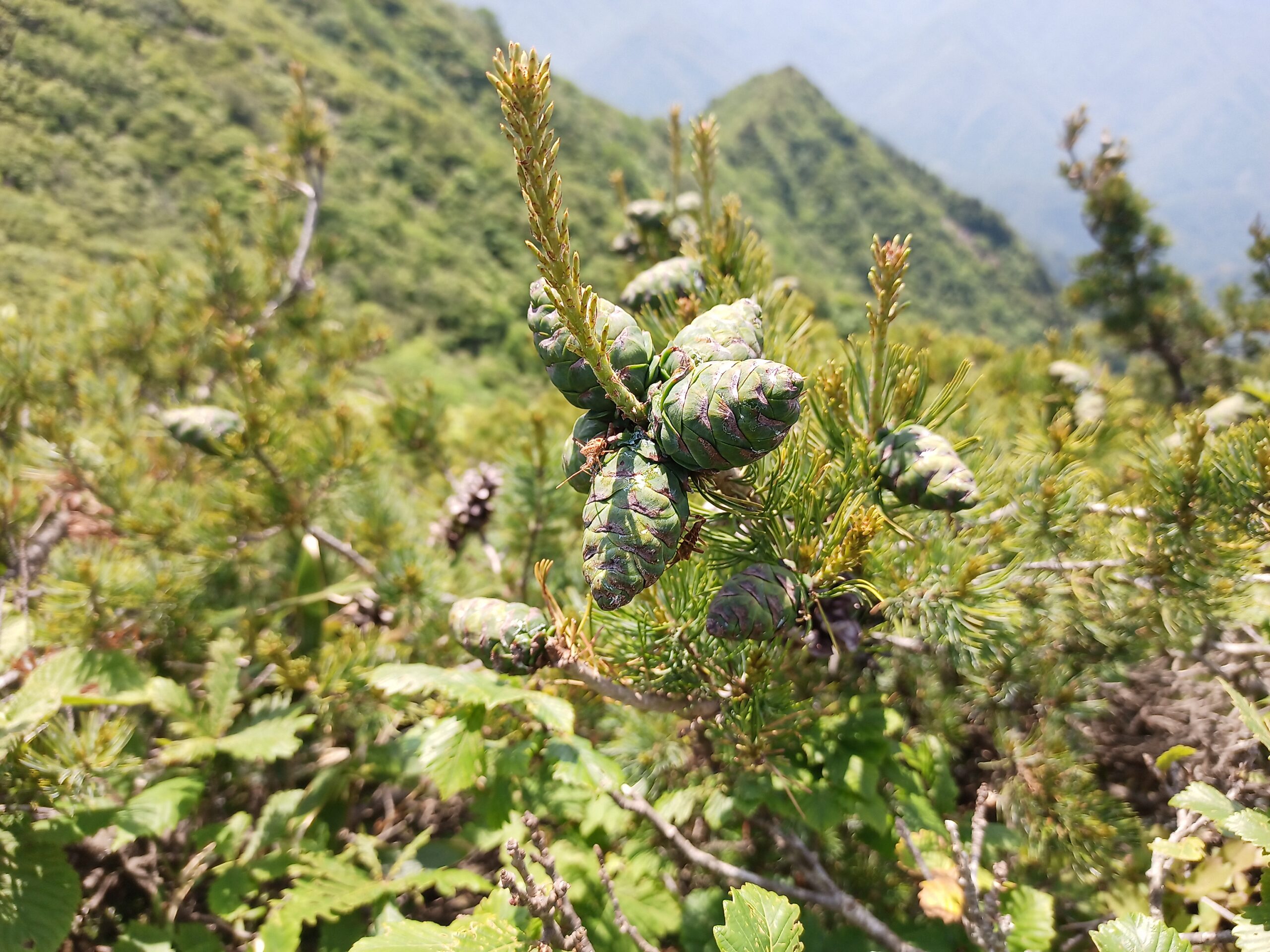 IMG_20240615_115655_256