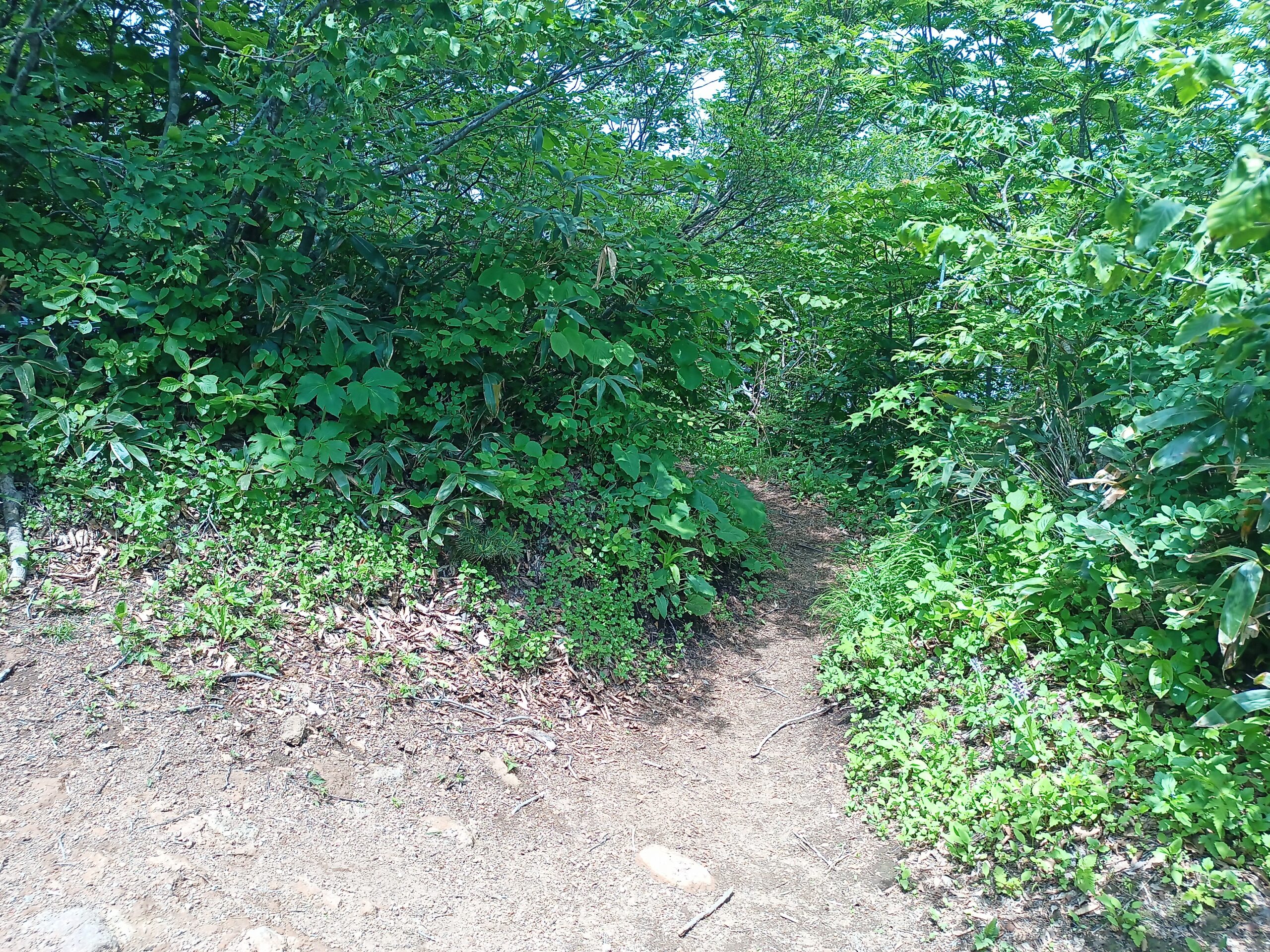 IMG_20240615_121846_291