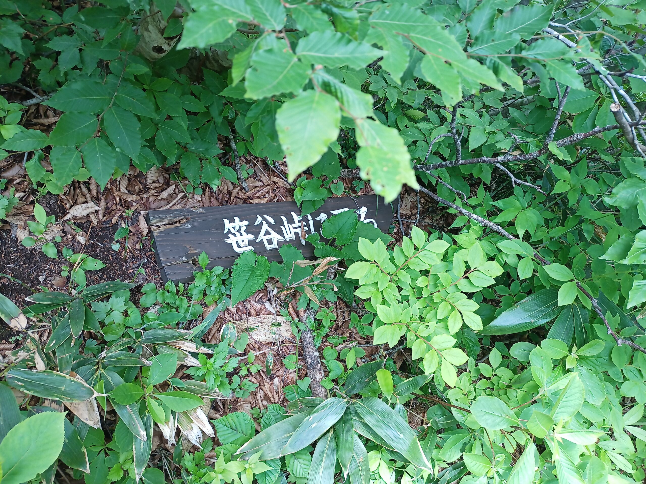 IMG_20240615_121910_912