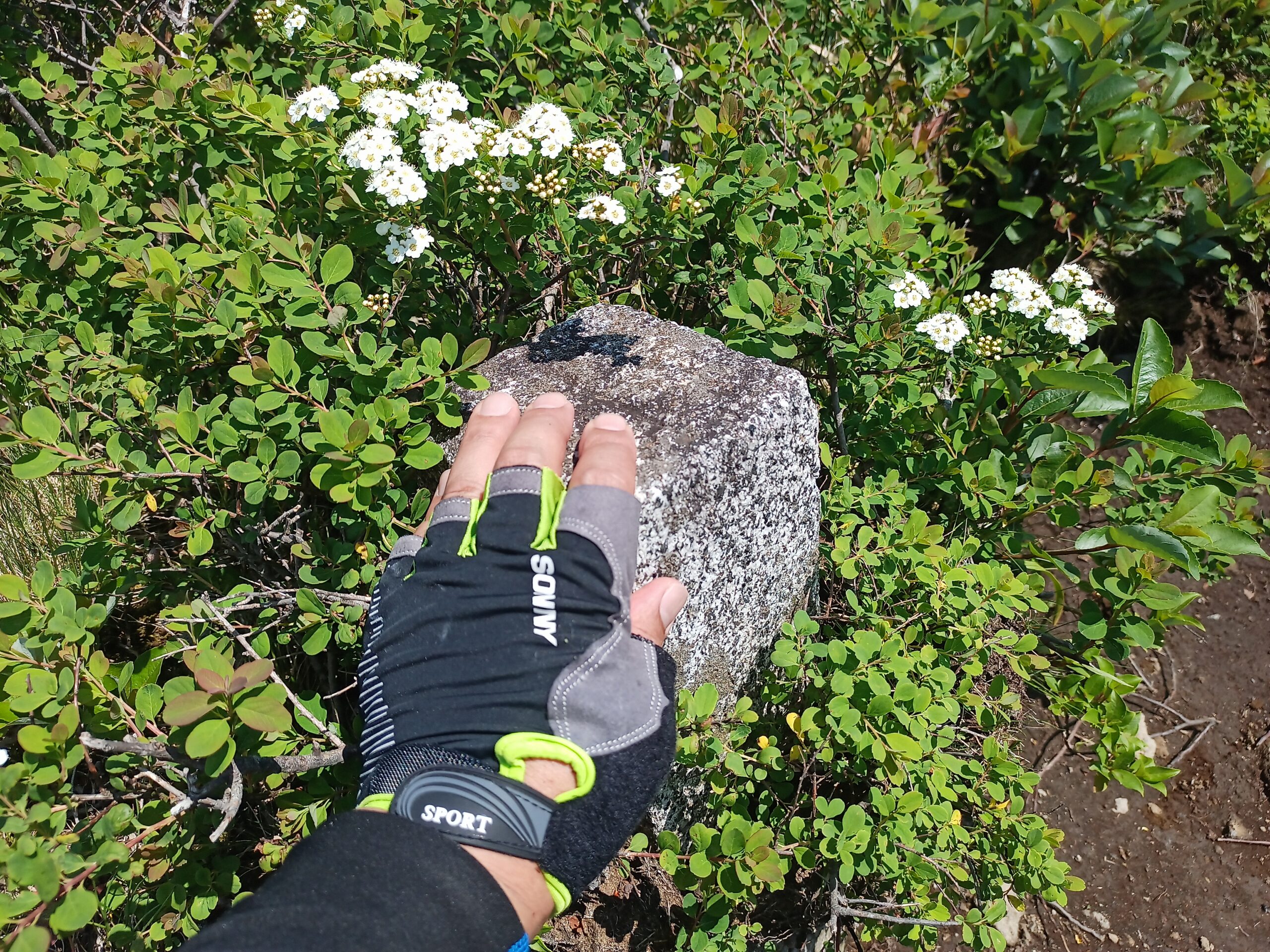 IMG_20240615_130530_469