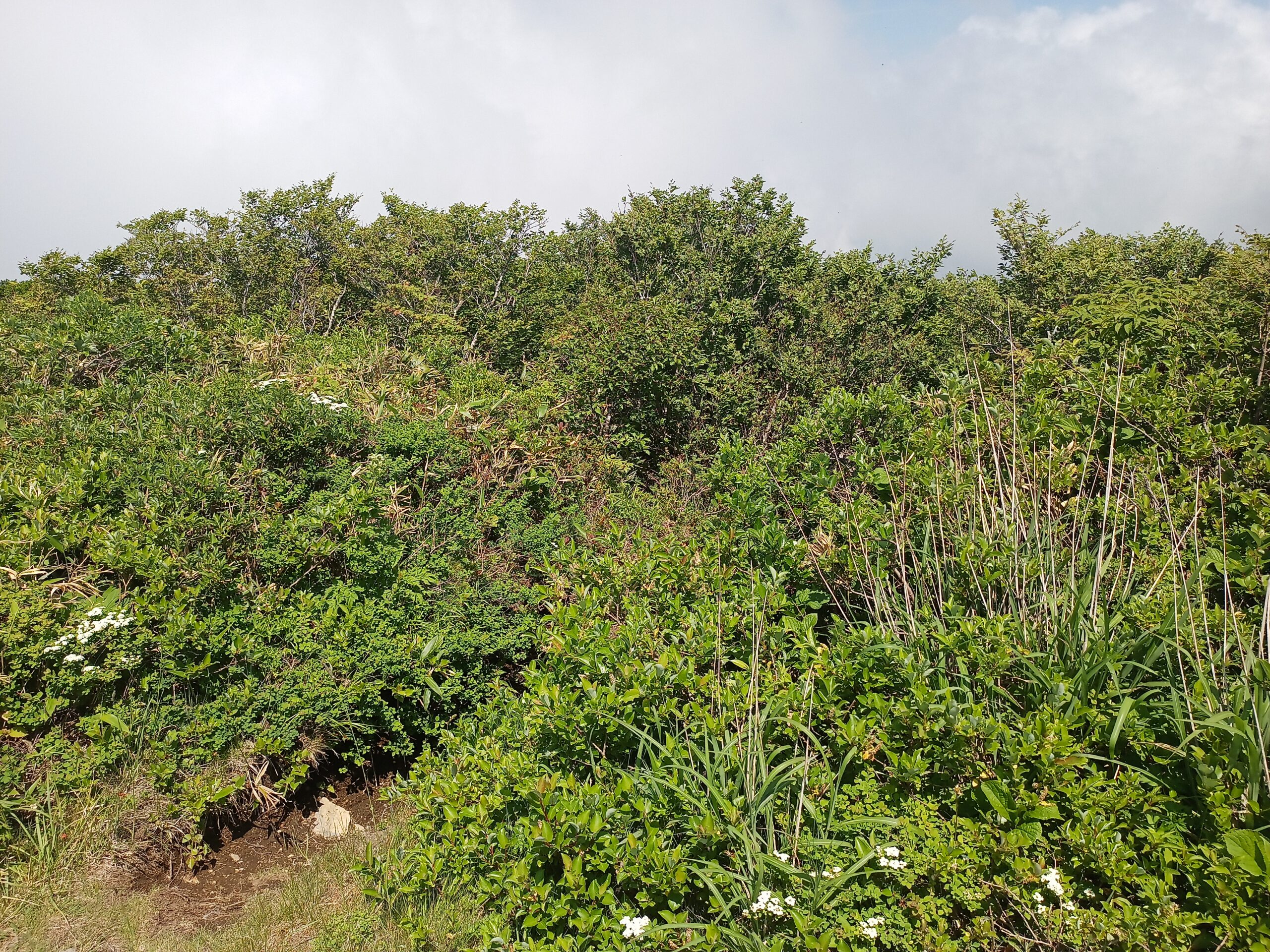 IMG_20240615_130736_155