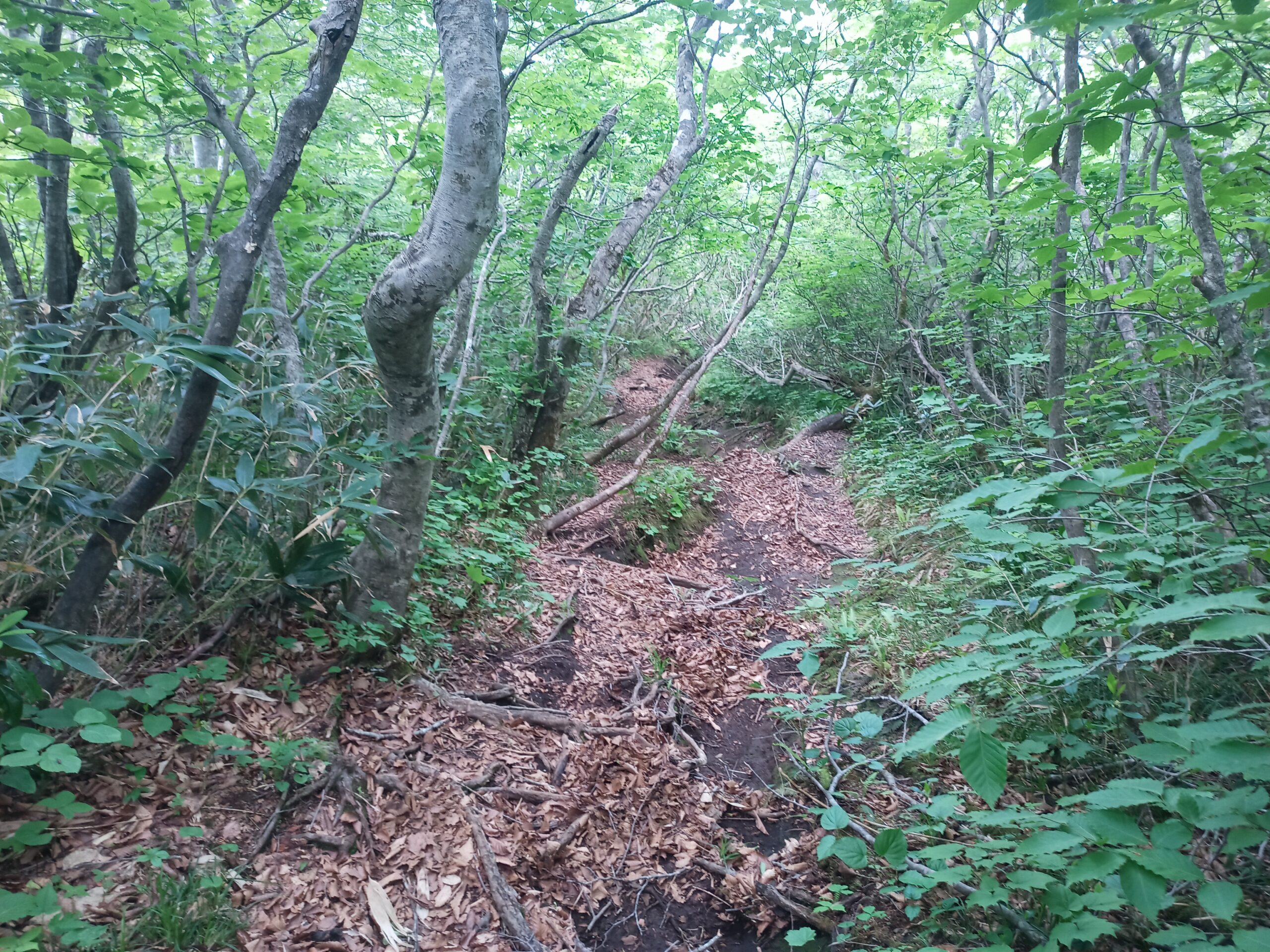 IMG_20240615_132117_909