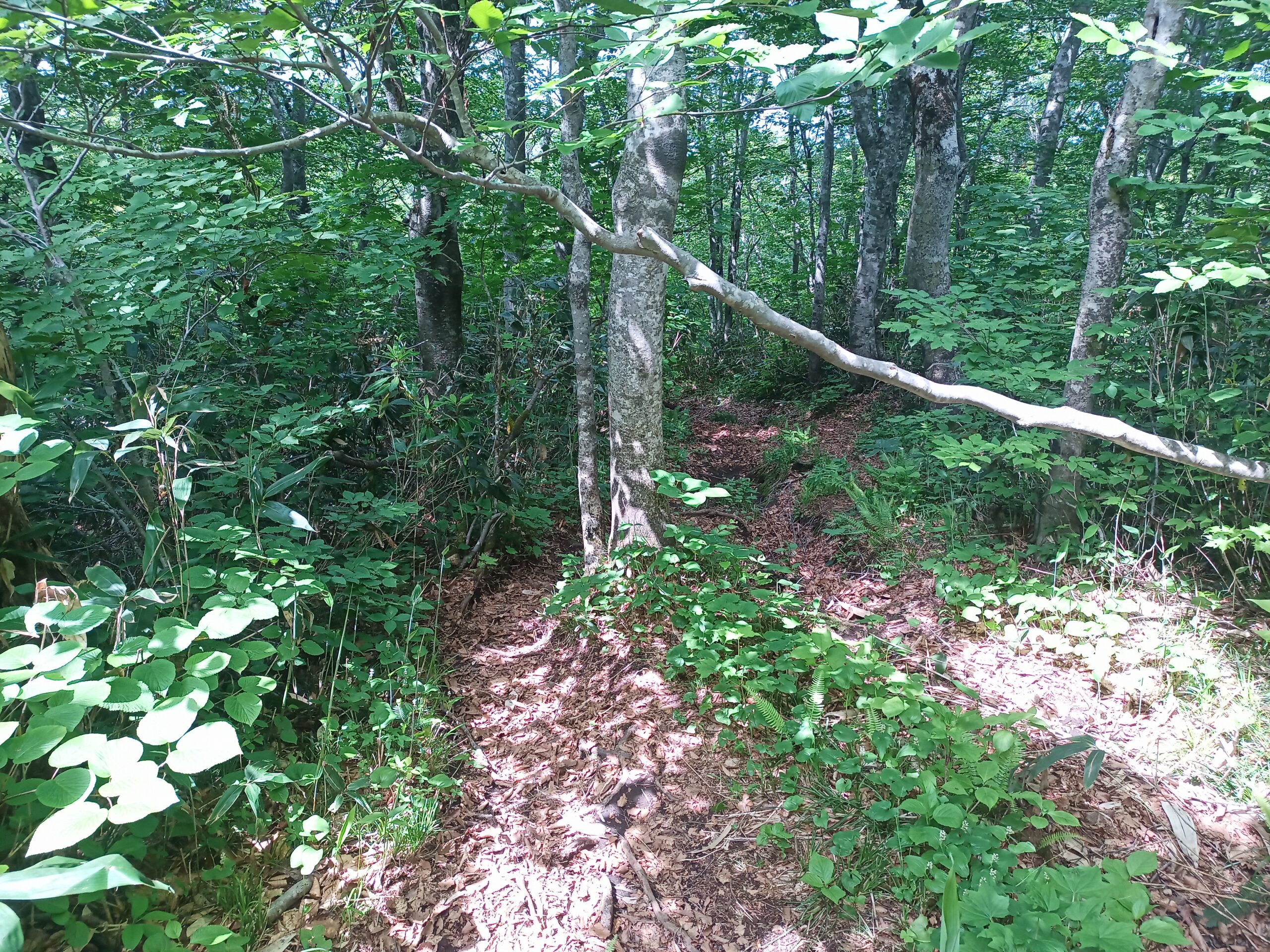 IMG_20240615_132816_991