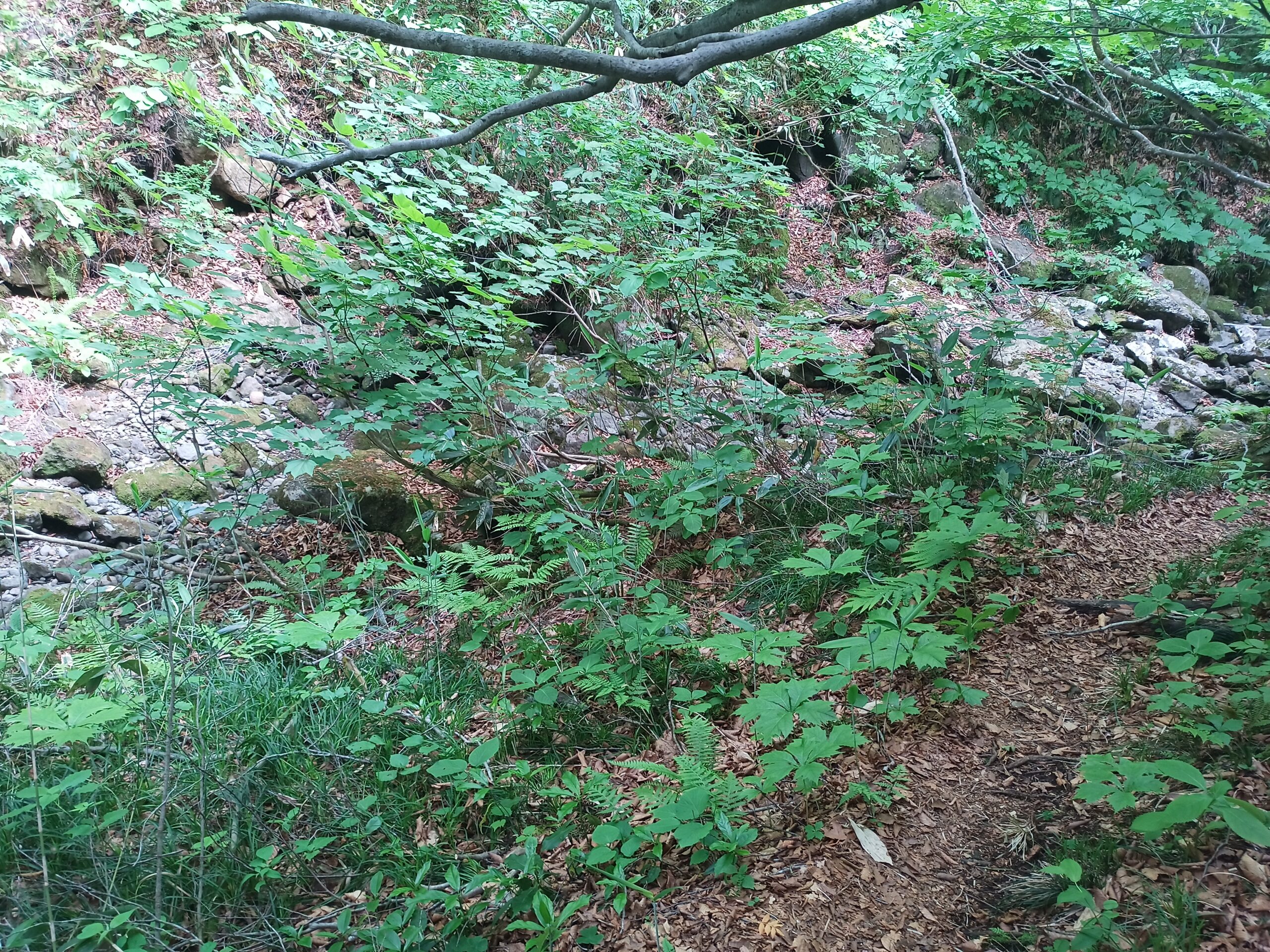 IMG_20240615_141341_388