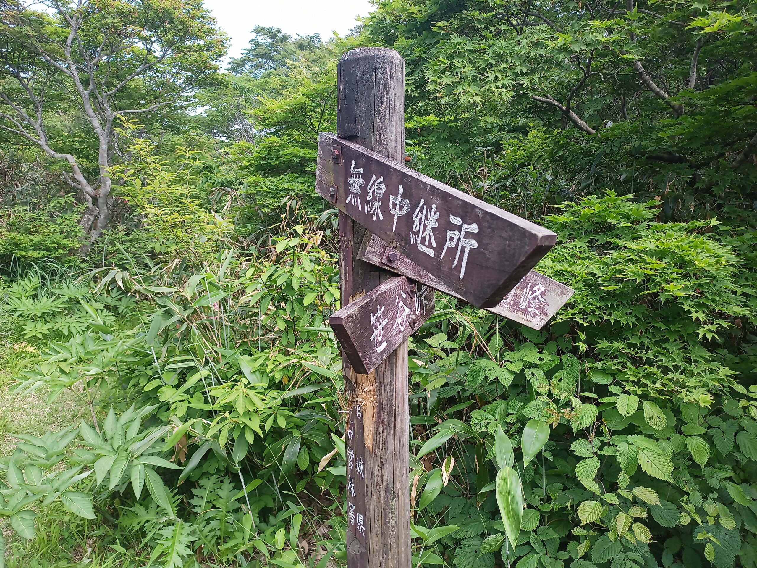 IMG_20240615_142920_026